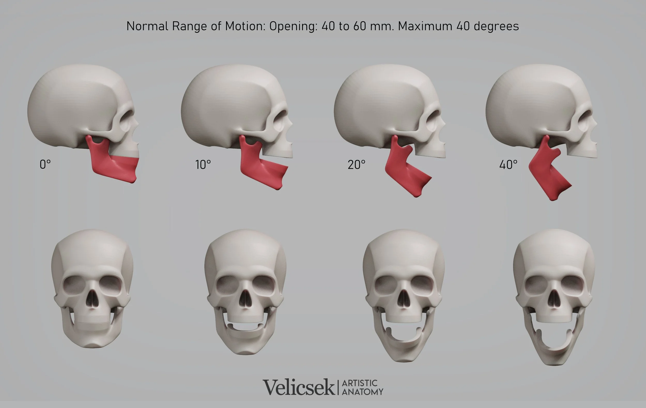 jaw-range-of-motion-0-to-40-degrees-skull-reference-for-artists.jpg