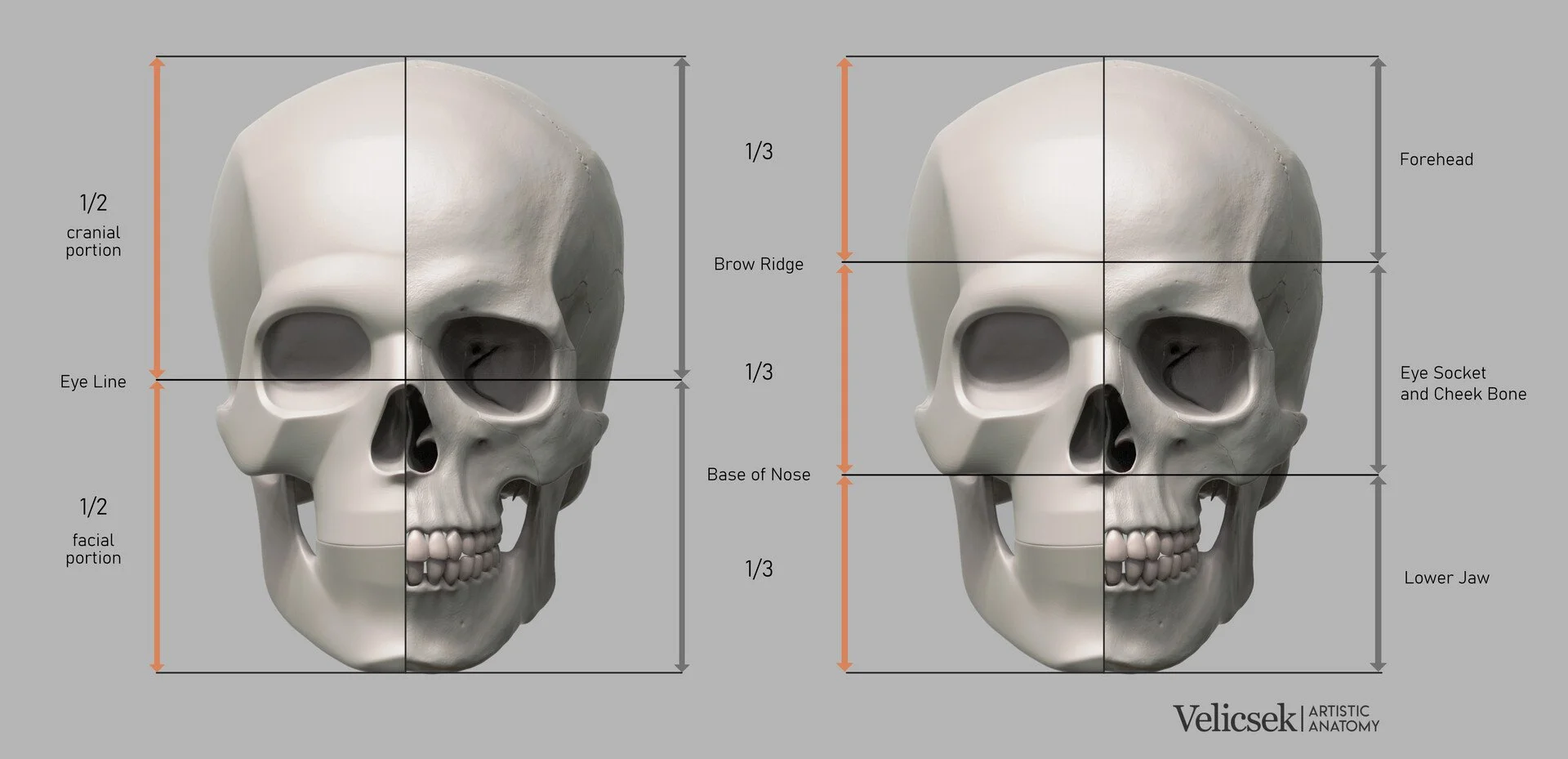 Human skull proportion guide showing the cranial and facial halves divided by the eye line, alongside a three-thirds vertical breakdown into forehead, eye socket and cheekbone, and lower jaw regions
