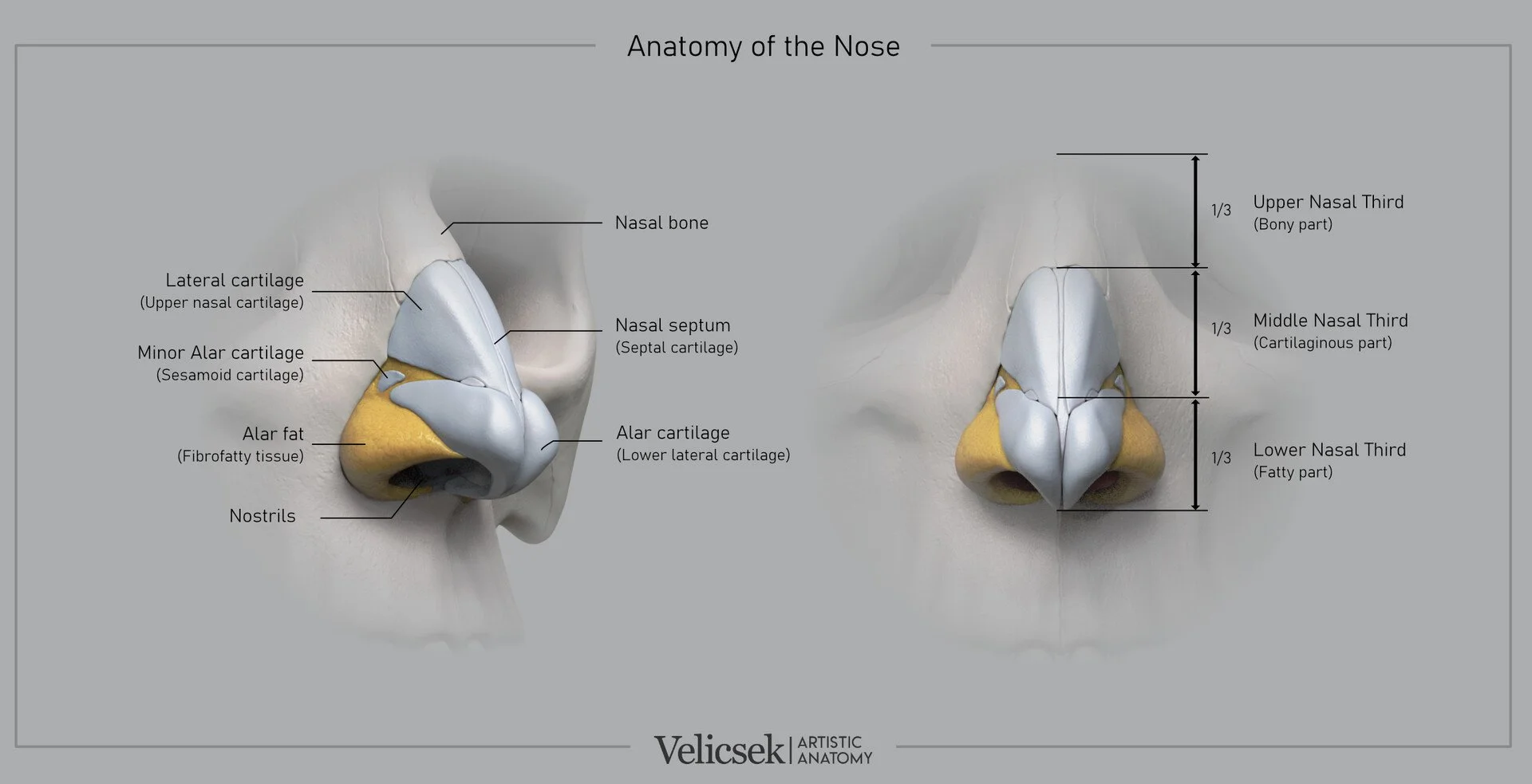 Anatomical illustration of the nose for artists showing cartilage layers alongside the three vertical nasal thirds — bony, cartilaginous, and fatty — with proportion measurements for portrait drawing