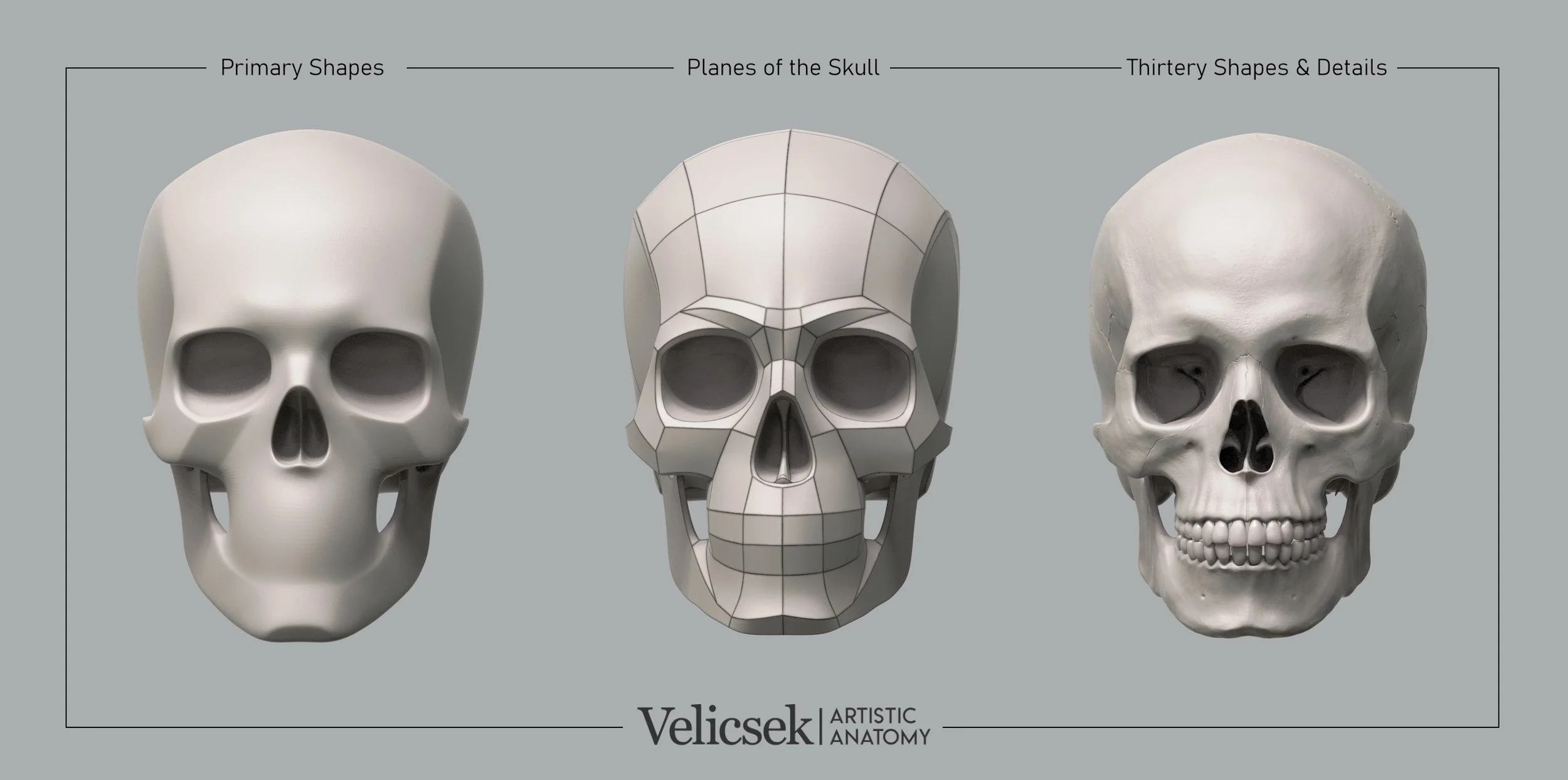 skull-primary-shapes-planes-tertiary-details-front-view-for-artists.jpg