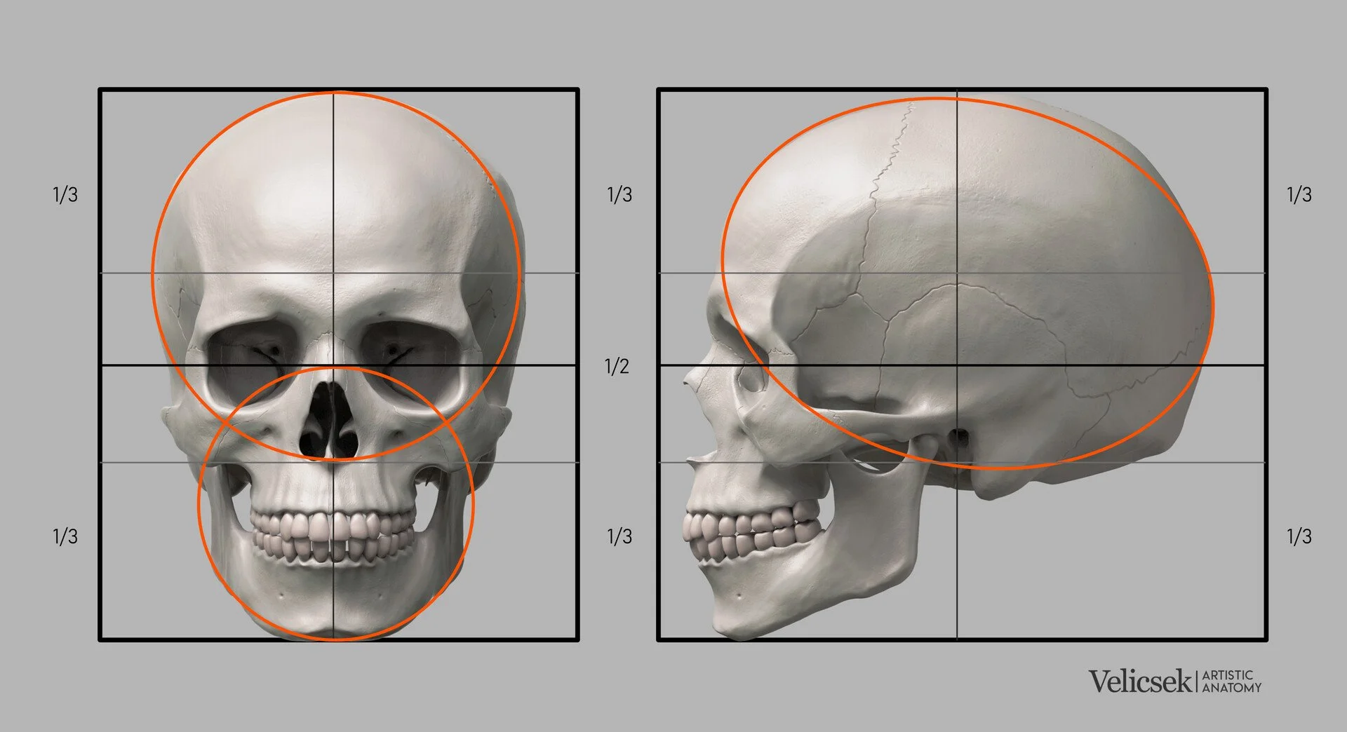 Human skull proportions guide showing primary circular and oval shapes overlaid on front and side views, with horizontal thirds marked to illustrate cranial and facial structure for artists