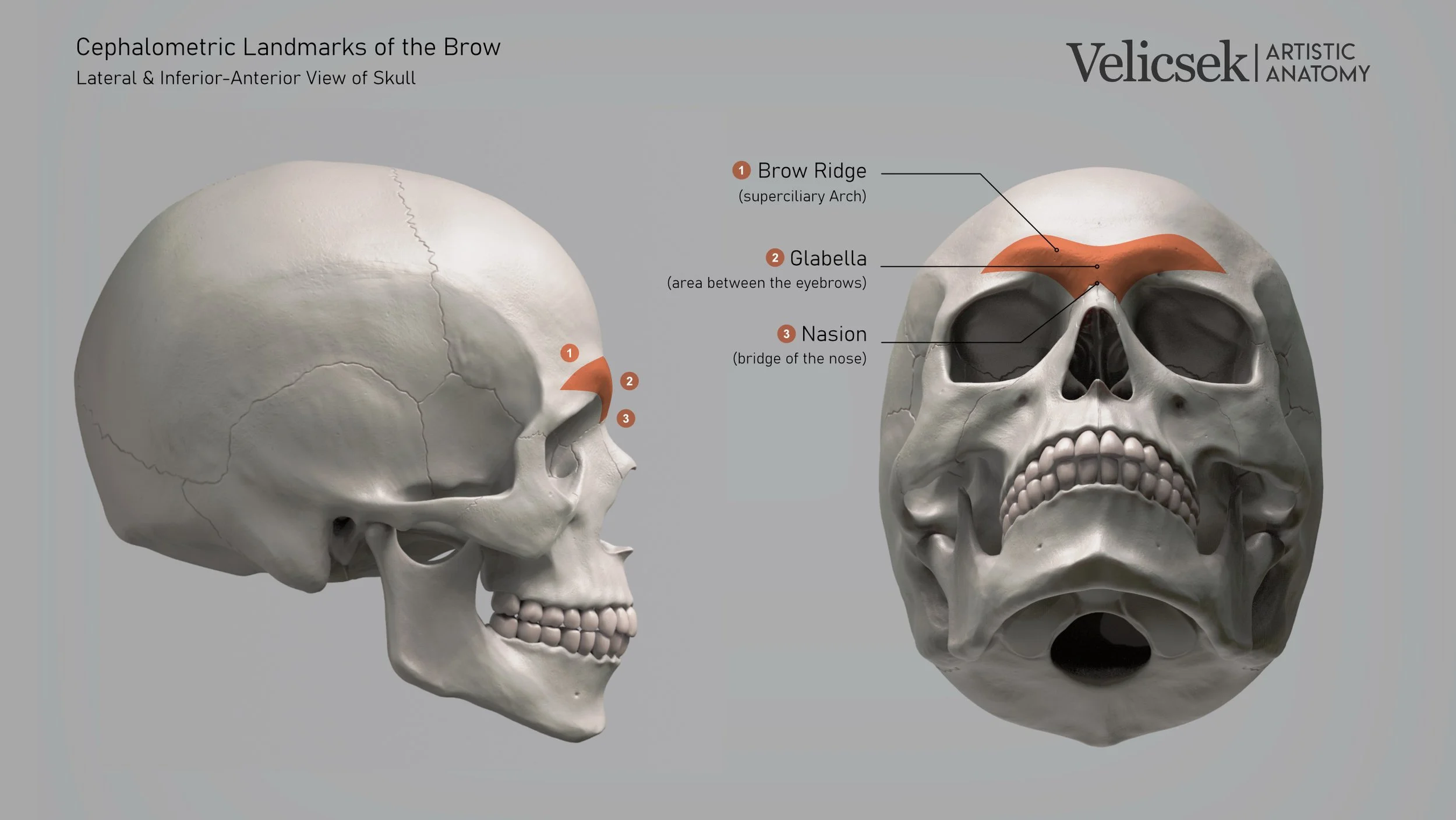 cephalometric-landmarks-brow-ridge-glabella-nasion-skull-for-artists.jpg