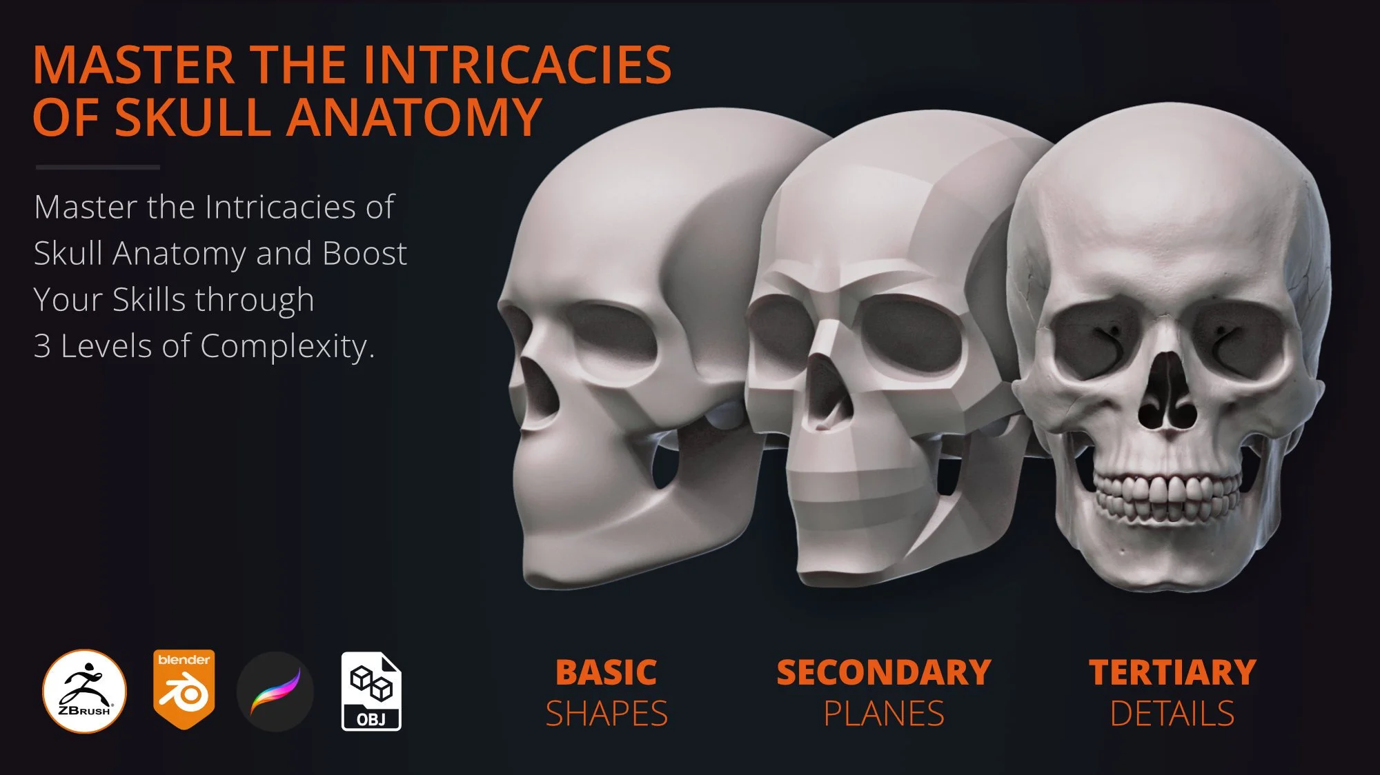 Three levels of skull anatomy 3D models - basic shapes, secondary planes and tertiary details for artists