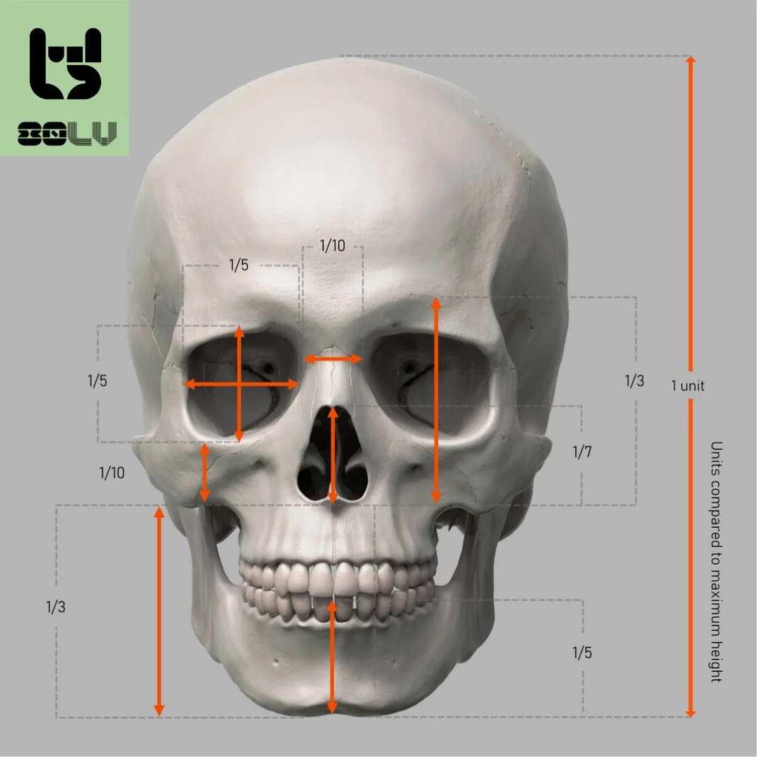 Proportions Guide of the Human Skull & Anatomy Studies