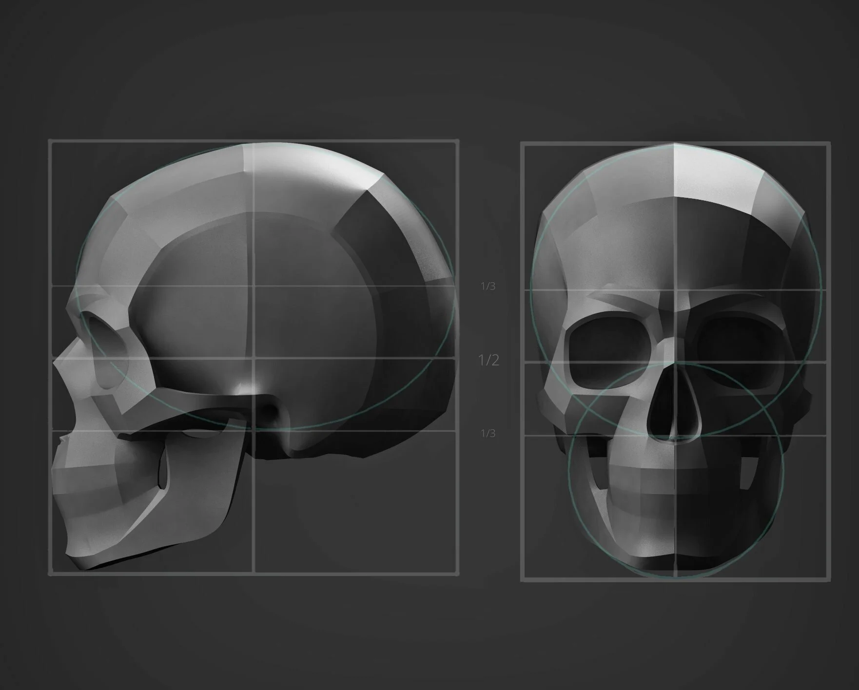 Planar skull model with proportion grid overlay showing 1/3 and 1/2 skull divisions