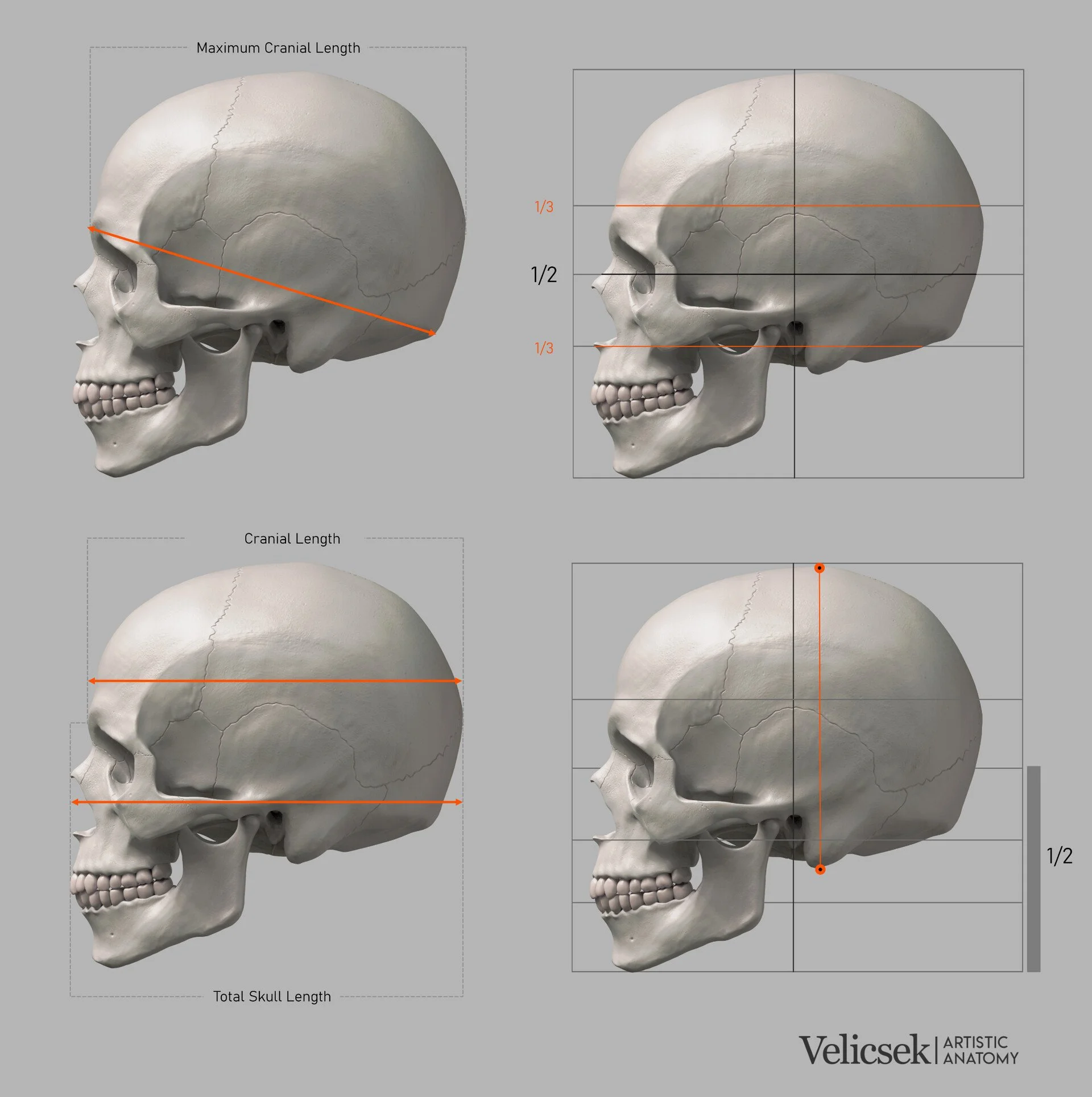 Four-panel side view reference of the human skull showing maximum cranial length, total skull length, cranial height, and vertical proportion divisions including halves and thirds for portrait artists and sculptors