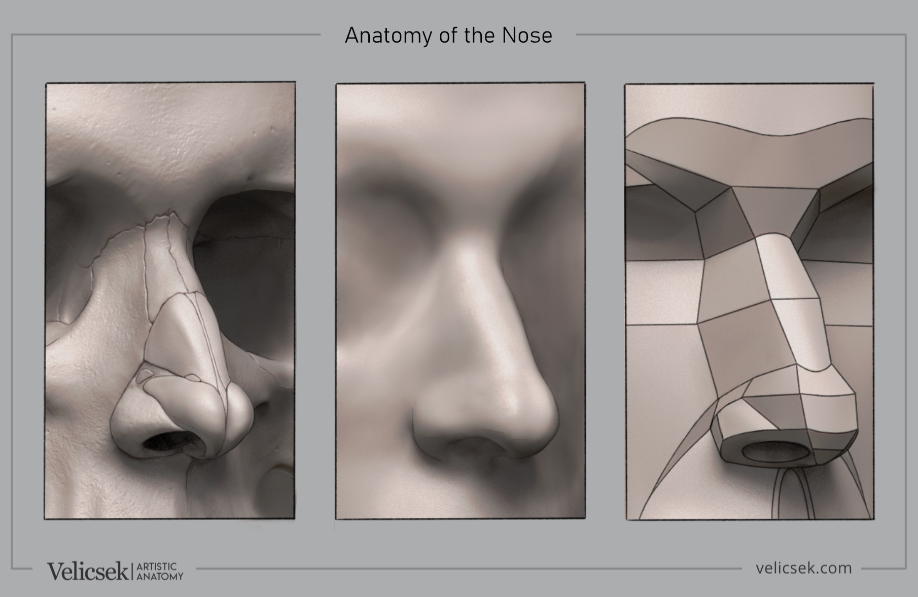 Illustration of nose anatomy for artists showing cartilage structure, surface form, and geometric planes
