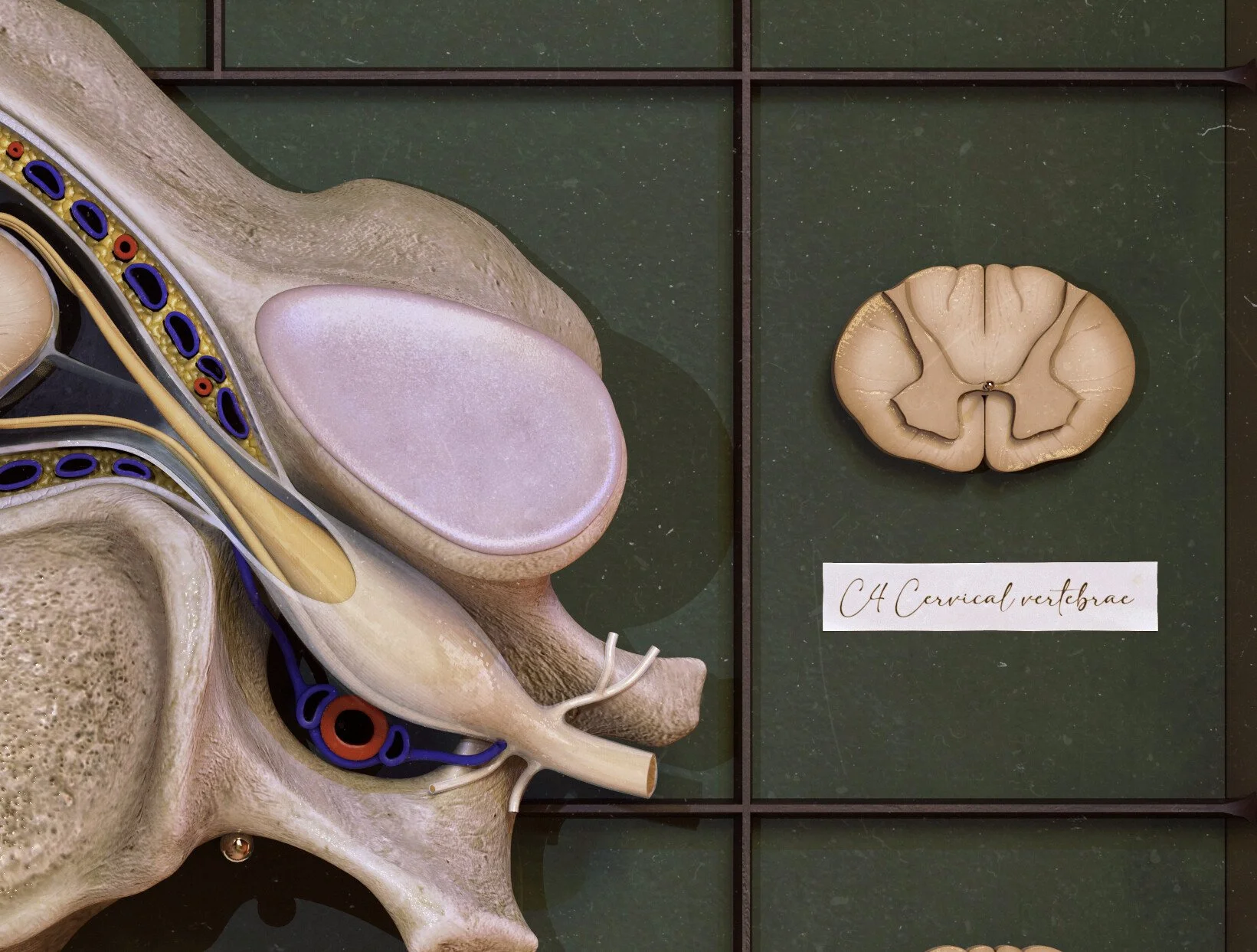 c5-vertebra-posterior-superior-cross-section-medical-illustration_03.jpg
