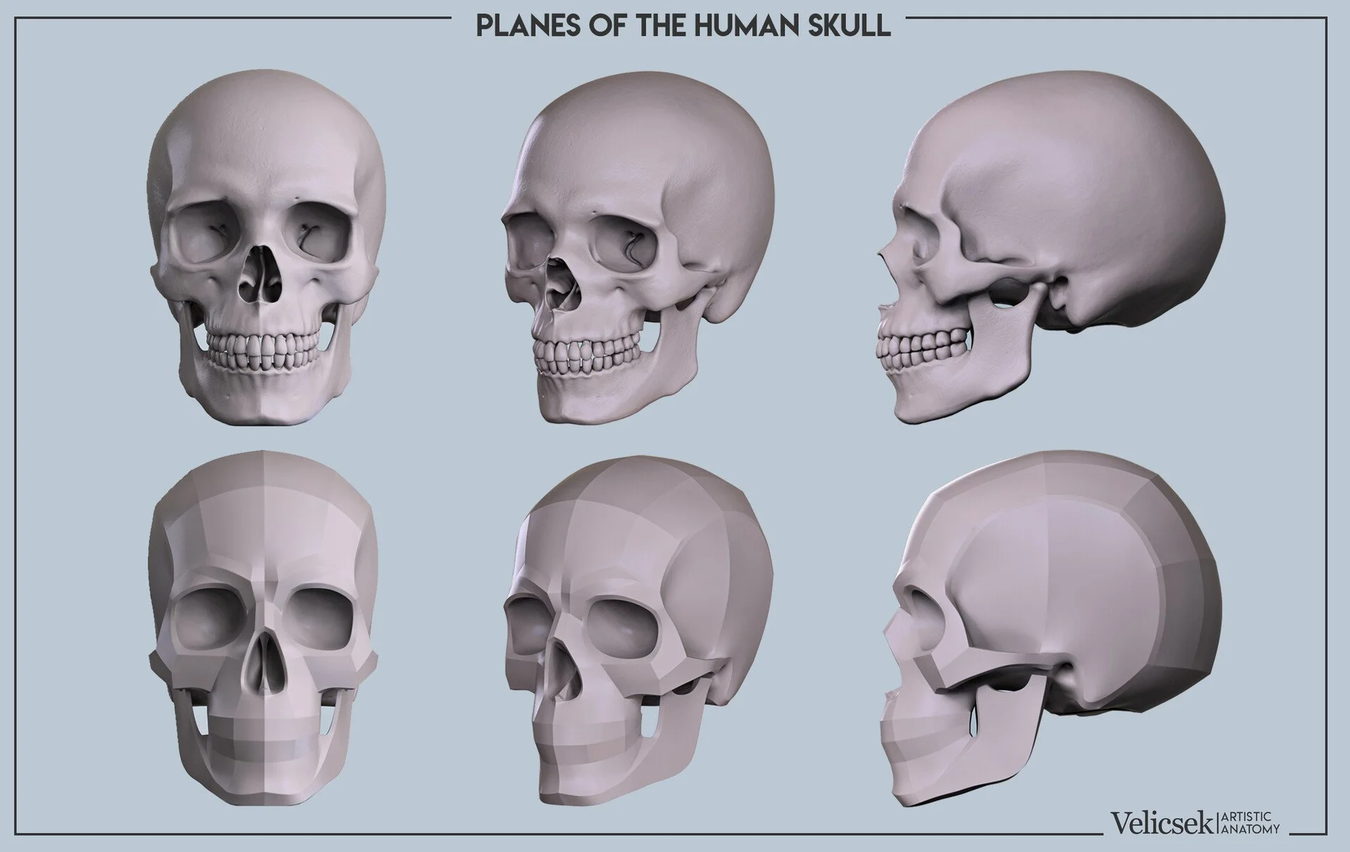 Six-view reference sheet of the human skull planes for artists, showing front, three-quarter, and side views in both organic and planar forms for use in portrait drawing and head sculpting
