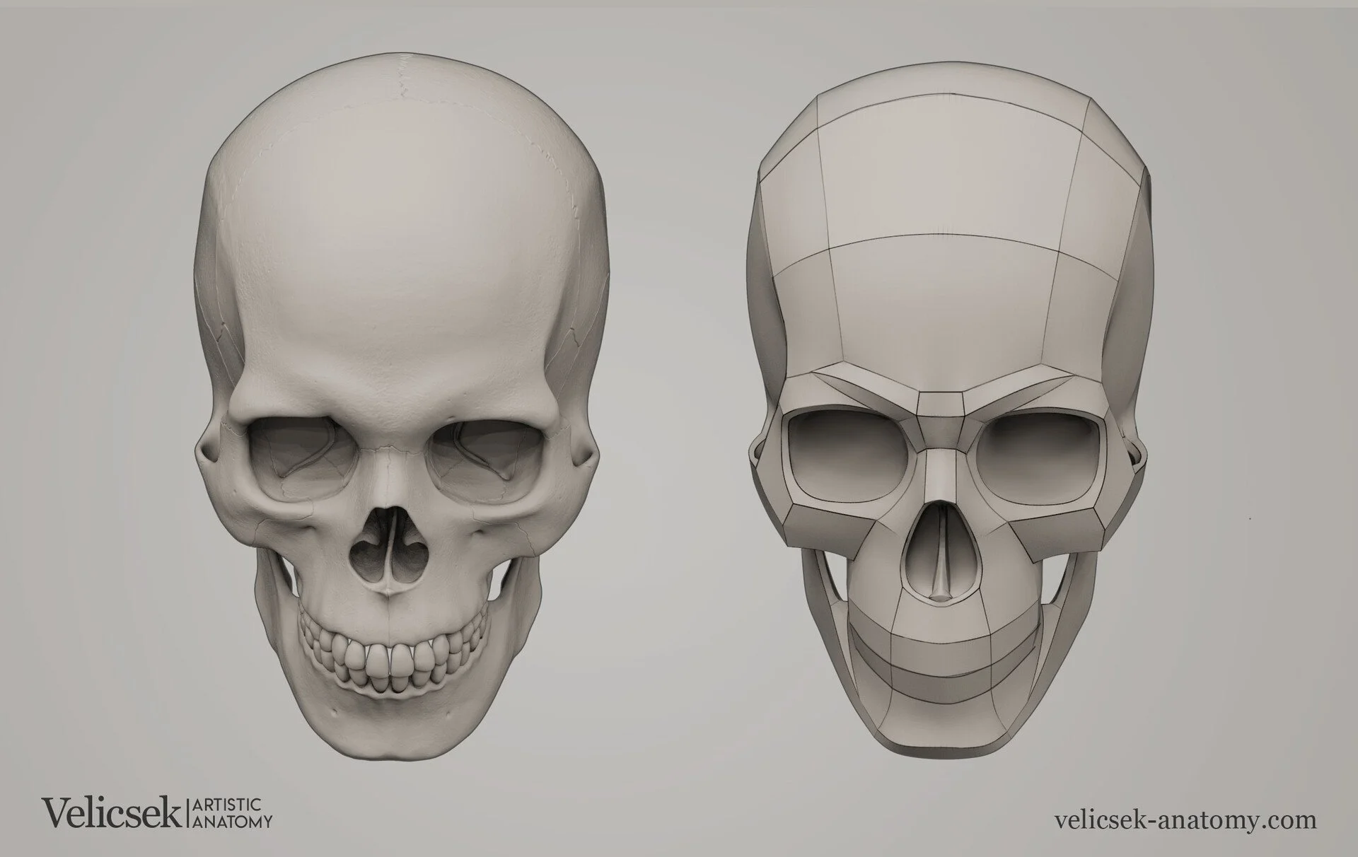 Front view comparison of the human skull for artists showing the detailed organic surface form alongside a clean geometric planar model, illustrating the primary structural planes for portrait drawing