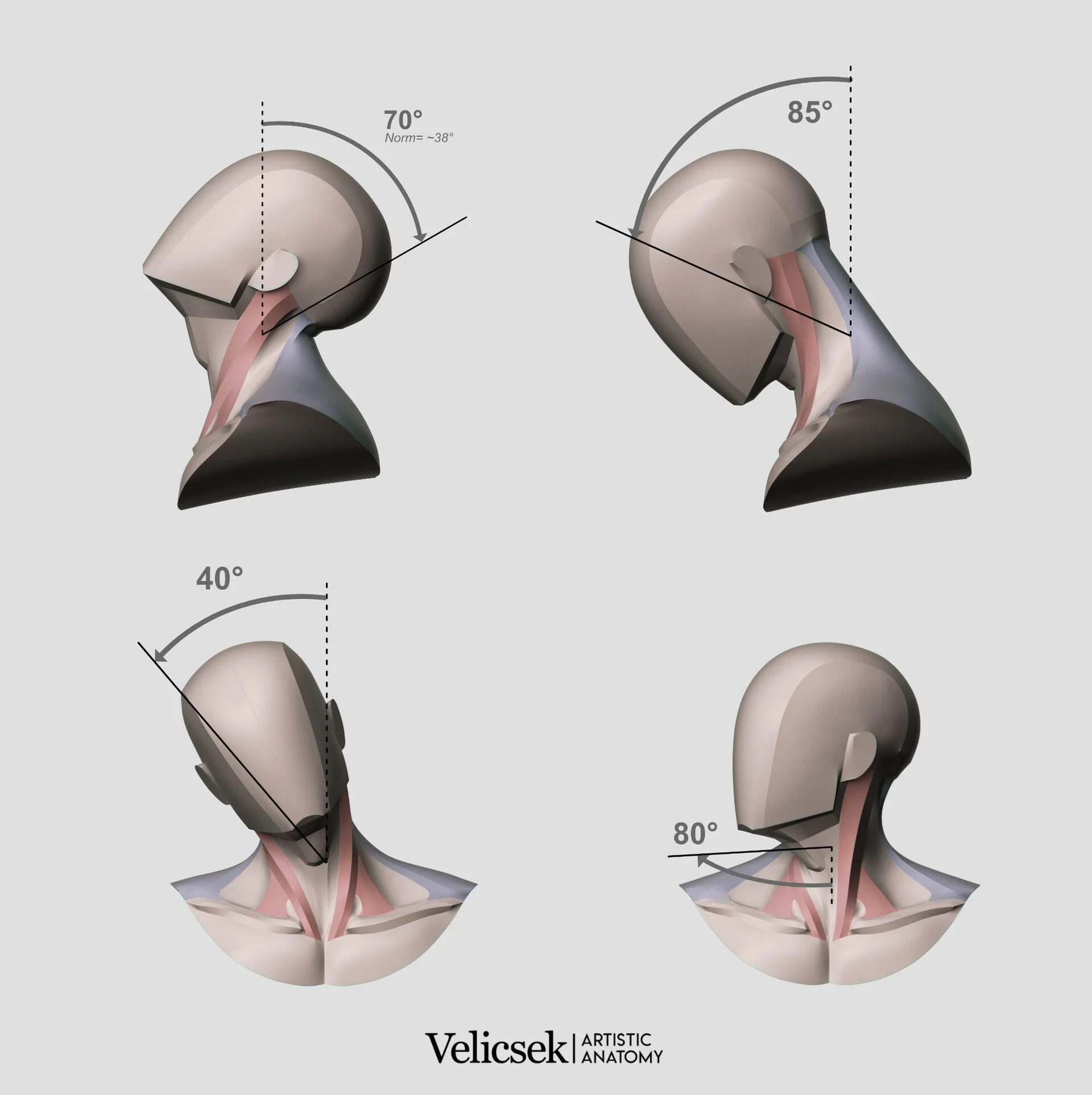 Neck range of motion diagram showing flexion, rotation, extension, and lateral flexion angles for anatomical study