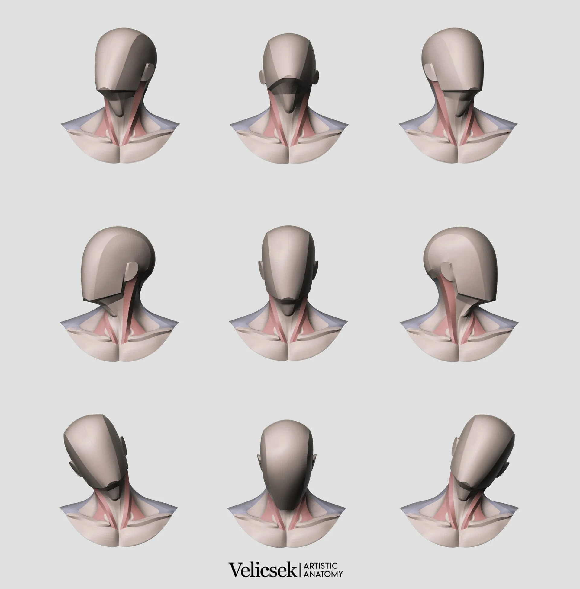 Neck Reference Complete neck anatomy 3D model overview with key angles and rotational movements for reference
