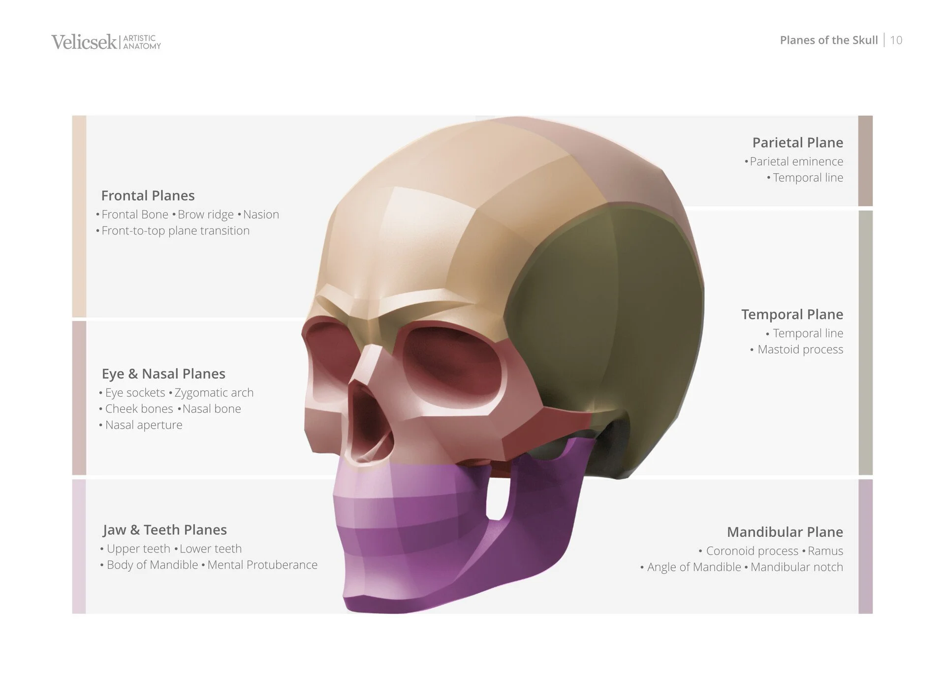 Diagram illustrating the primary and tertiary planes of the human skull for artists and figure drawing