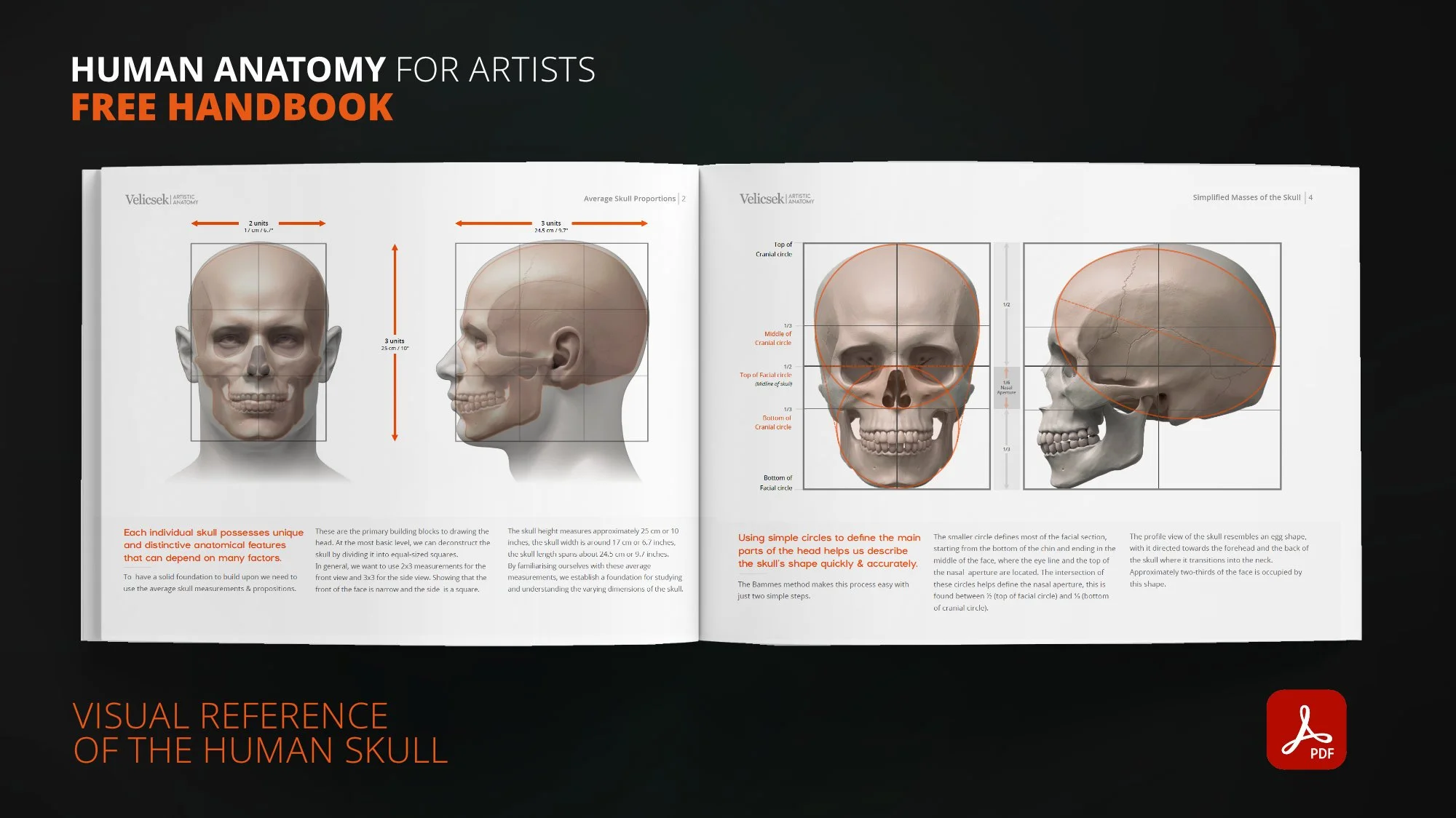 Skull proportion measurements and drawing grid reference for artists