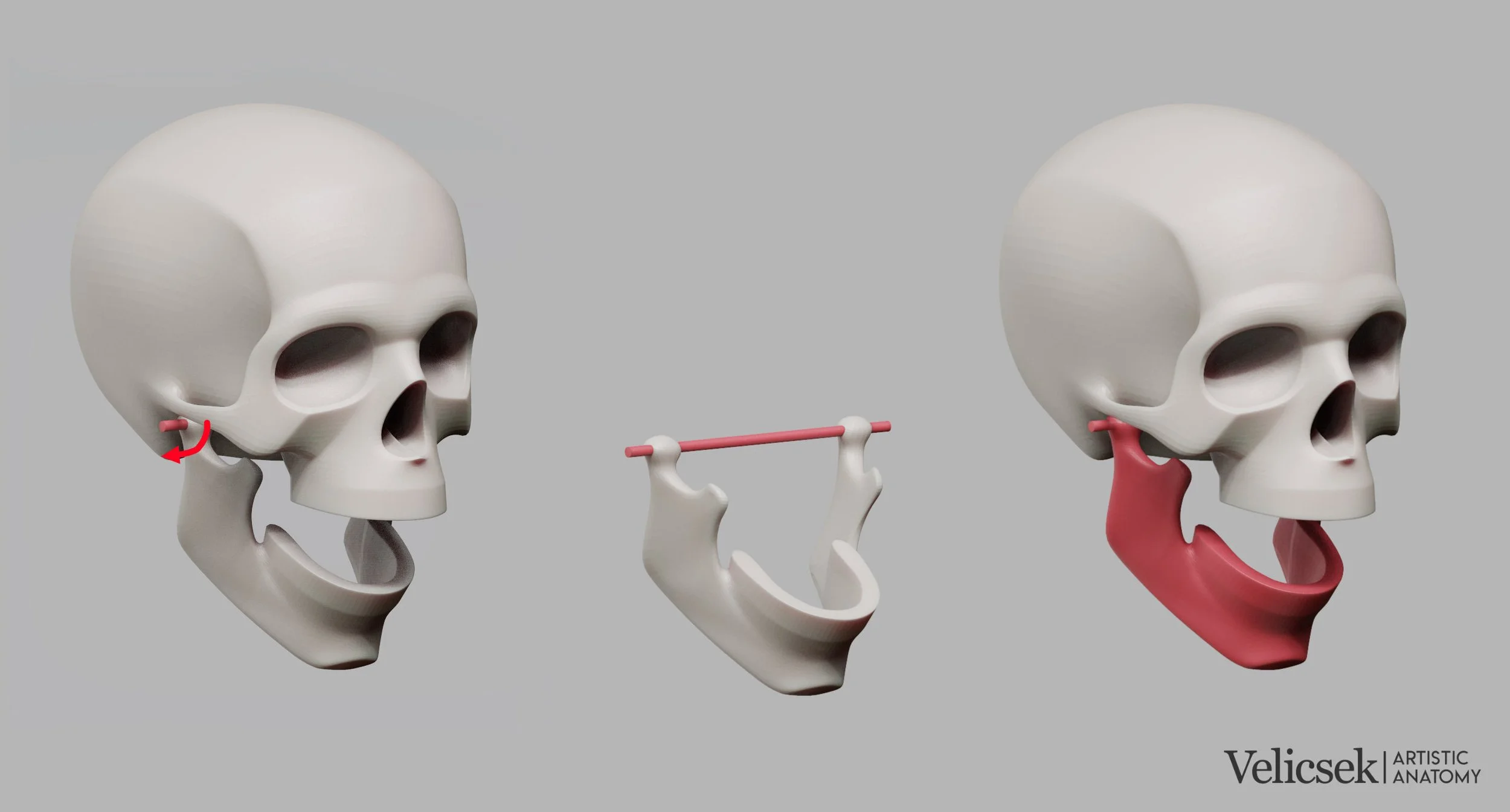 mandible-anatomy-jaw-pivot-and-range-of-motion-for-artists.jpg