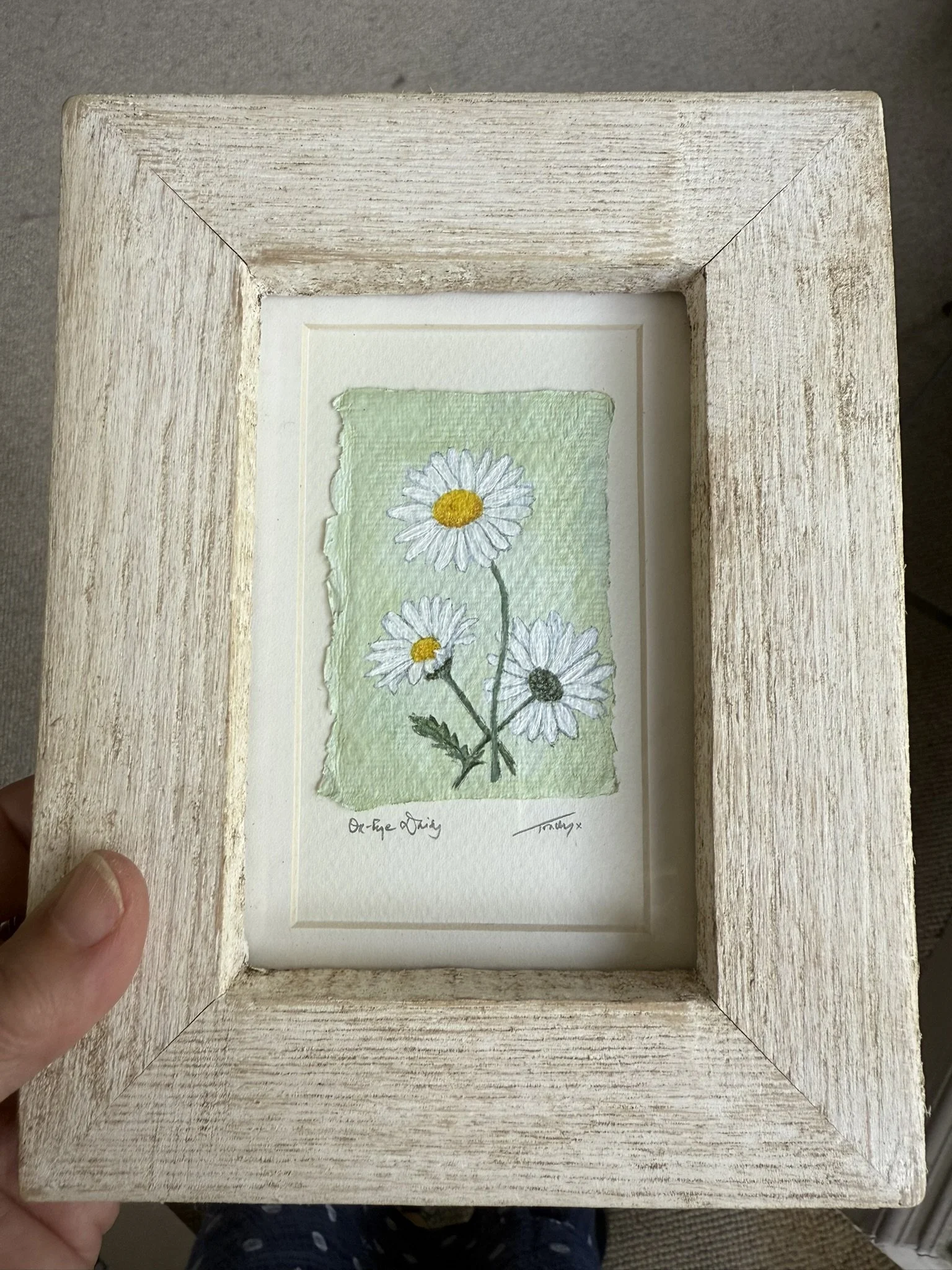 Ox-Eye Daisy