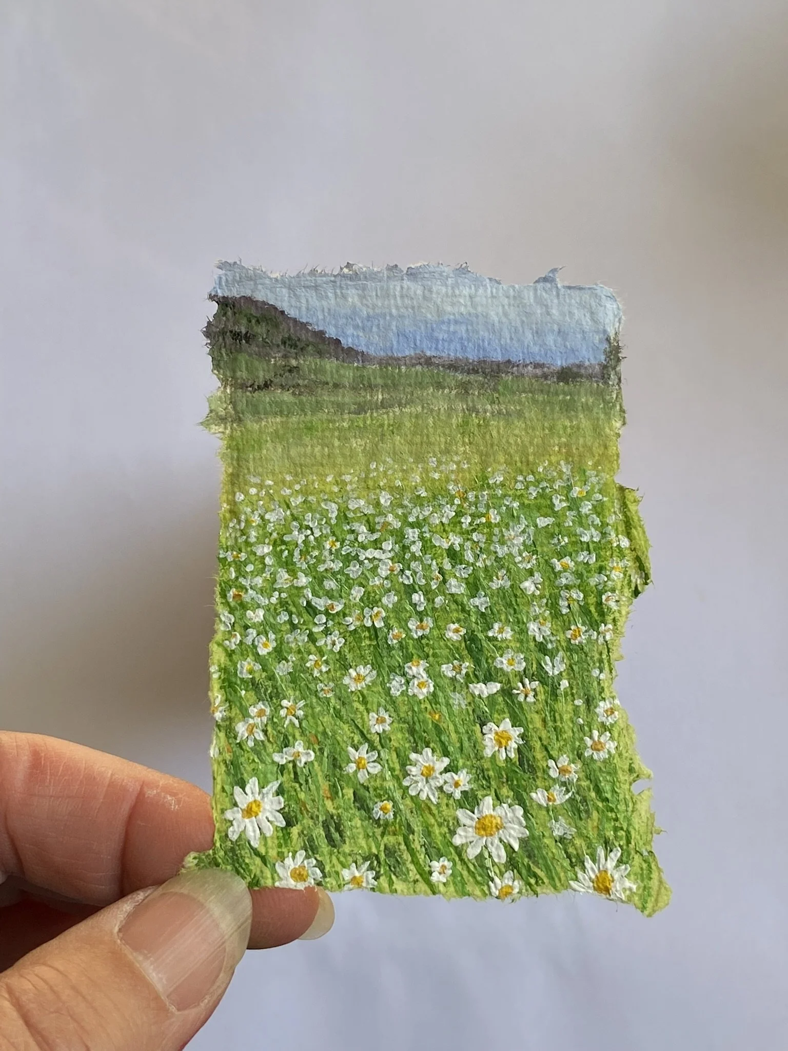 Daisy Meadow