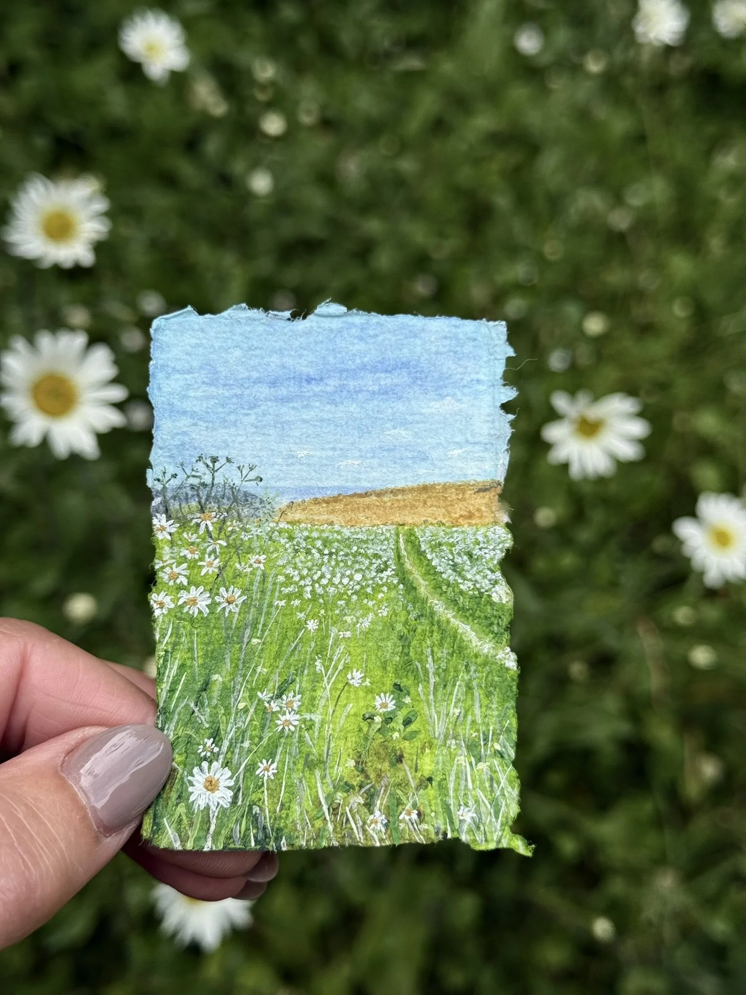 Daisies on the Downs