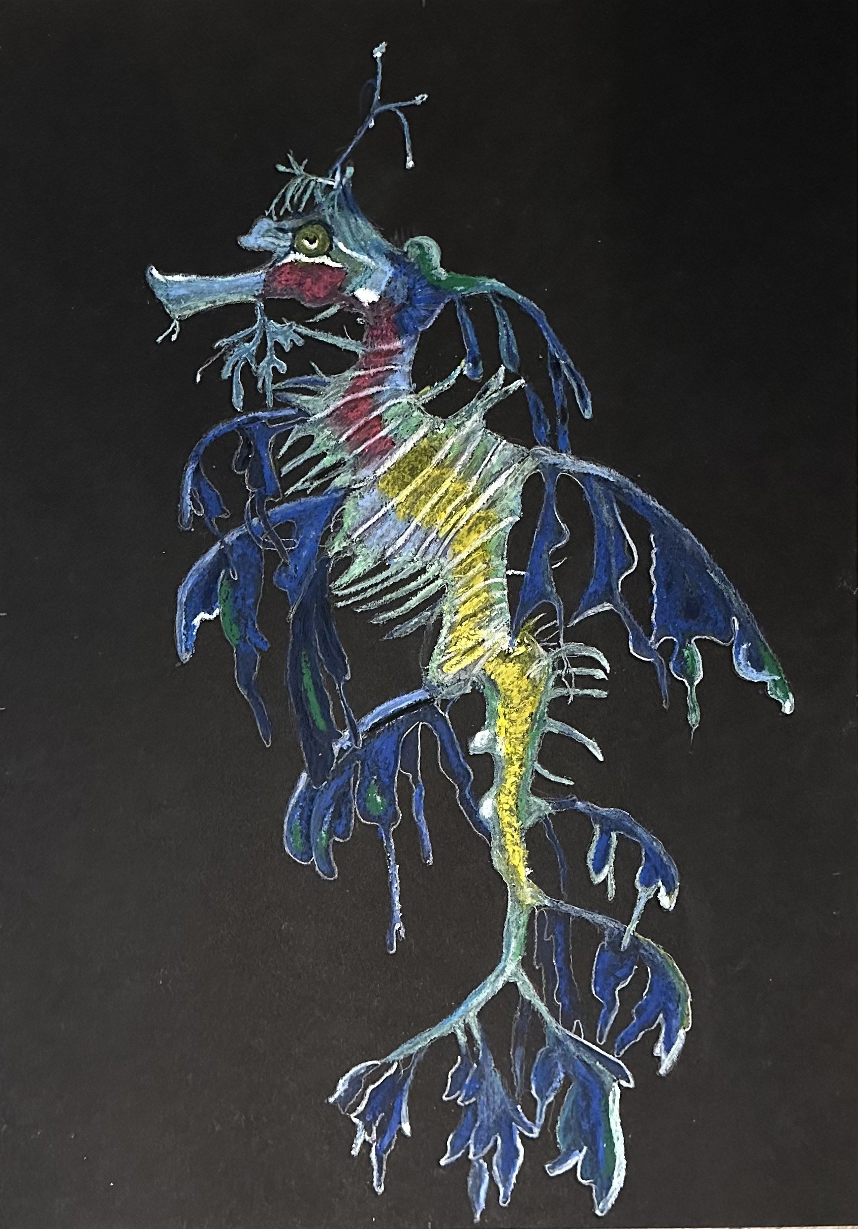 NAME: Leavy Sea Dragon DESCRIPTION: This drawing beautifully captures the intricate details of the Leafy Sea Dragon, from its delicate leaf-like appendages to its sinuous body and graceful fins. Against the backdrop of a black paper, the sea dragon e
