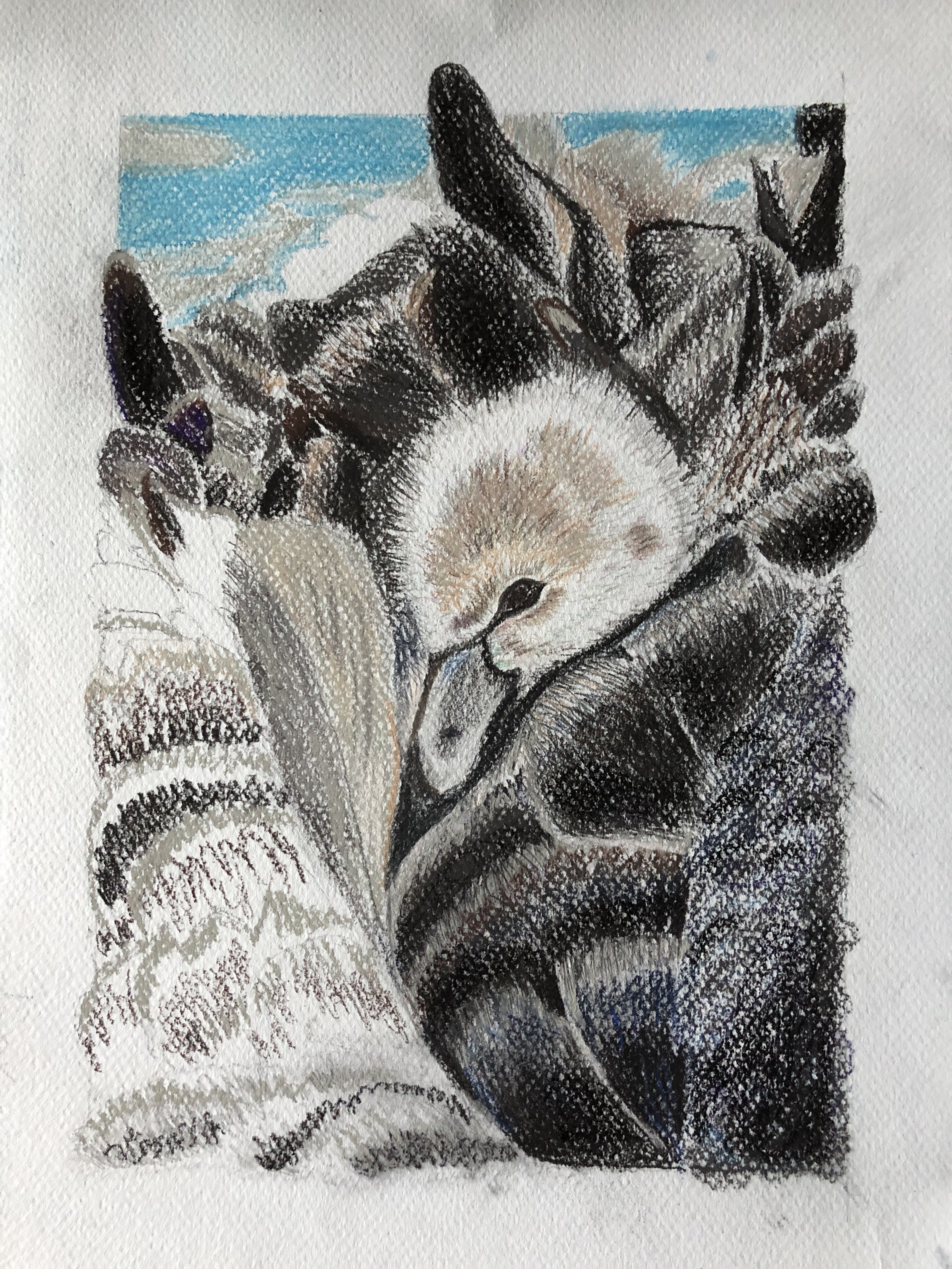 NAME: Black Swan
DESCRIPTION: This drawing beautifully portrays the nurturing gesture of the mother swan as she shelters her young chick with her feathers, creating a sense of warmth and security. The delicate lines and soft shading evoke the tendern