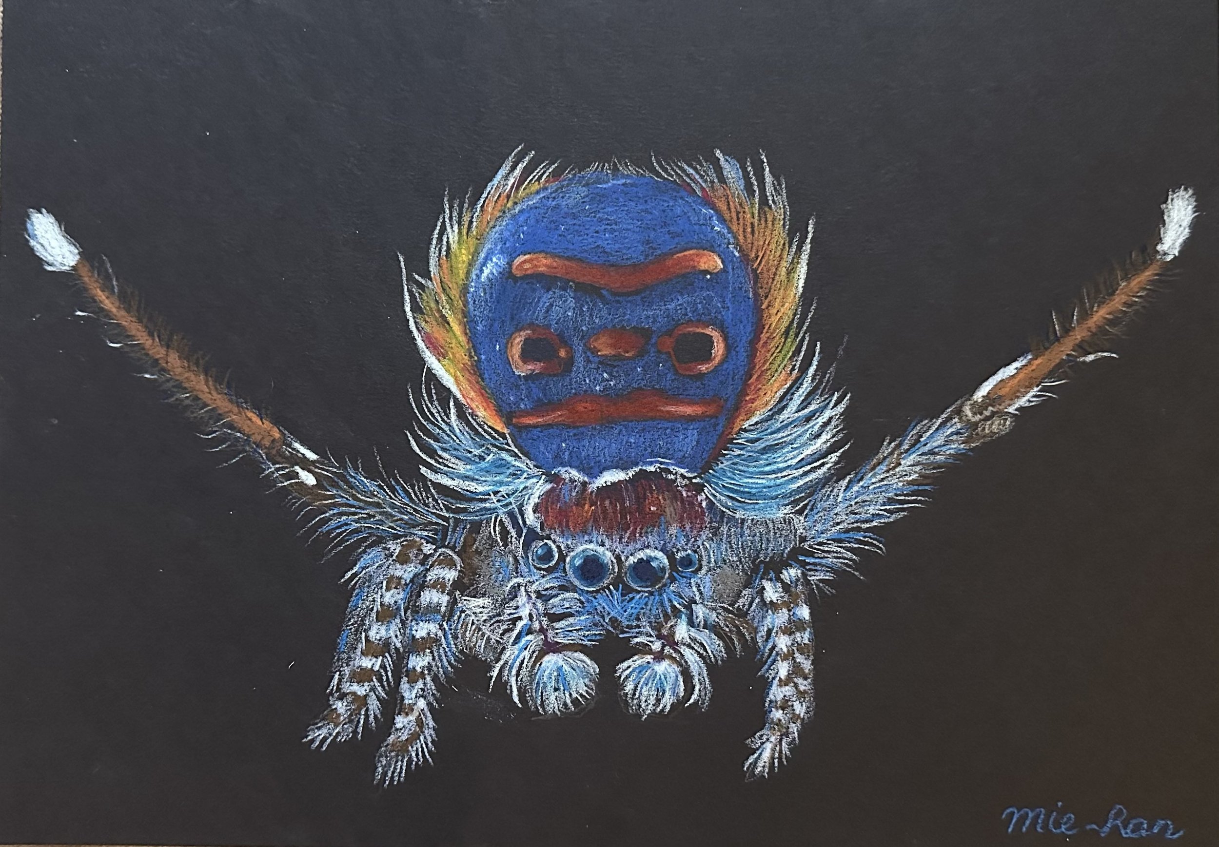 NAME:  Peacock Spider DESCRIPTION: Discover the enchanting beauty of the Peacock Spider captured in stunning detail. This meticulously crafted drawing brings to life the vibrant colors and intricate patterns adorning this unique spider's tiny body. T
