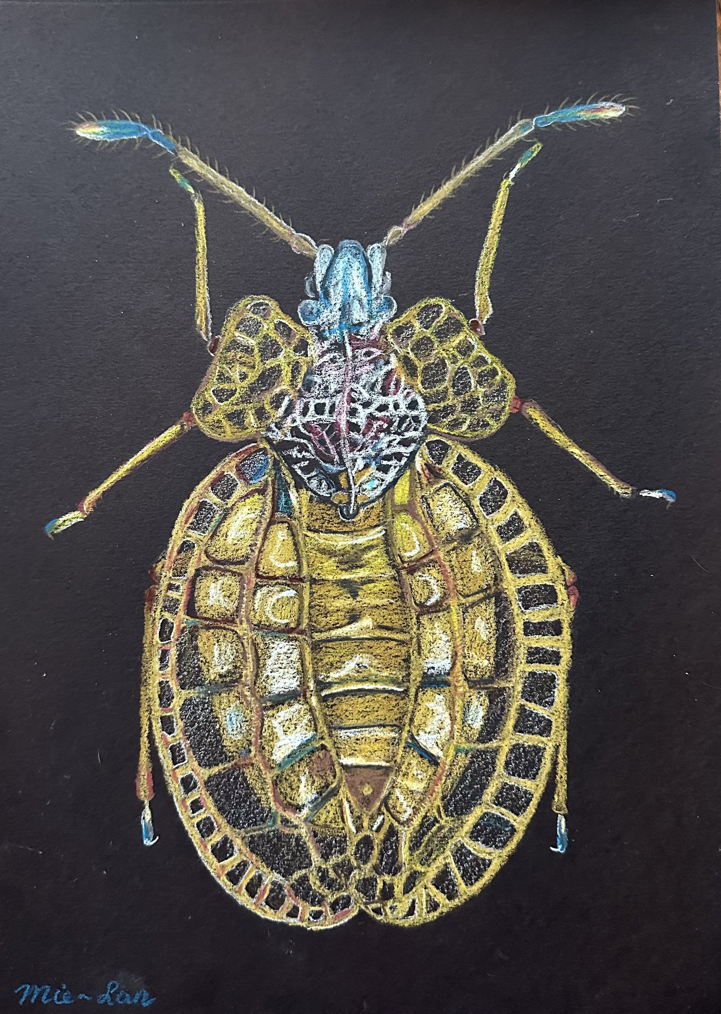 NAME: Lace Bug DESCRIPTION: This drawing captures the essence of the lace bug with unparalleled precision, from its delicate wings to the intricate patterns that adorn its exoskeleton. Every aspect of the insect is meticulously rendered with careful 