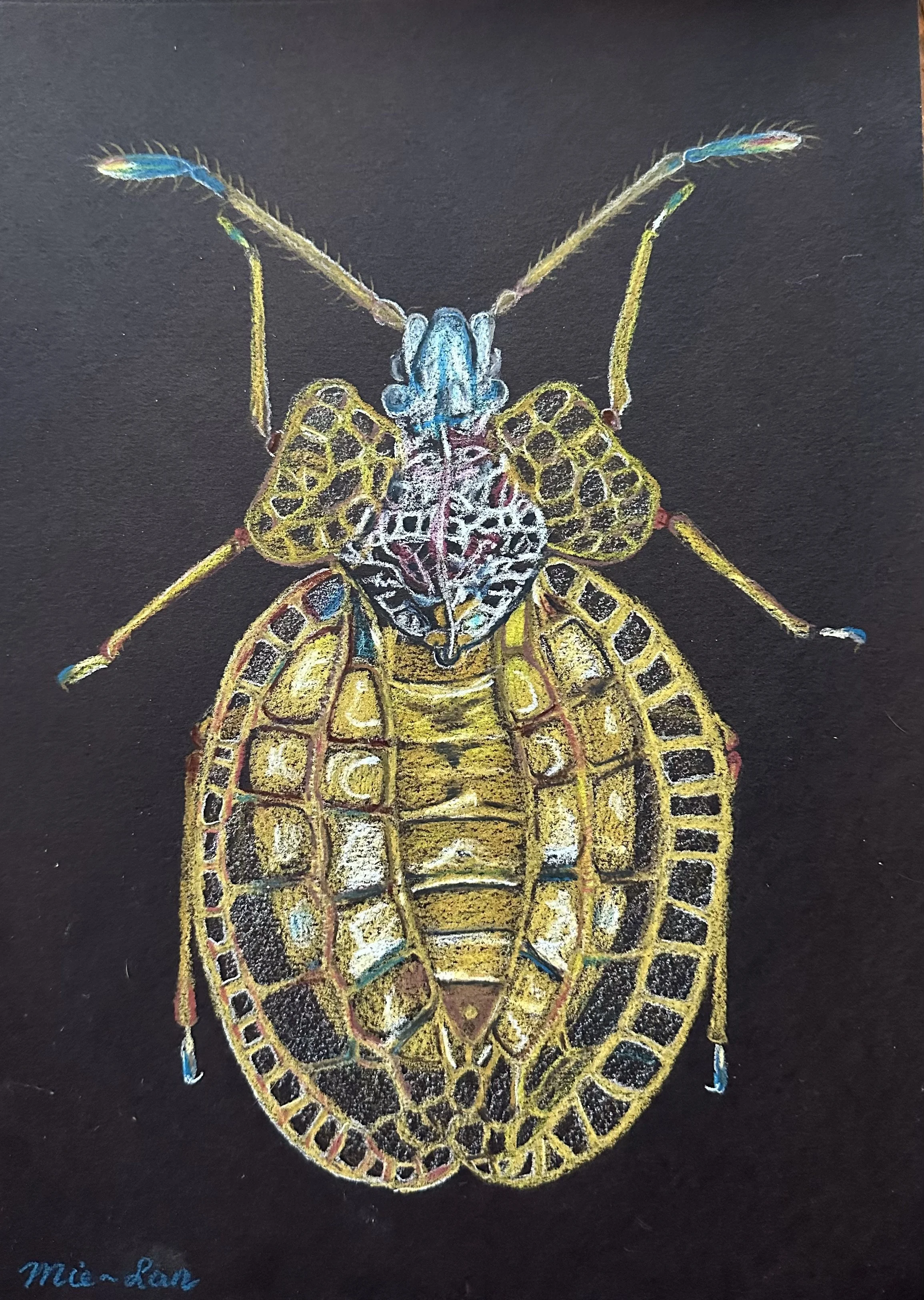 NAME: Lace Bug
DESCRIPTION: This drawing captures the essence of the lace bug with unparalleled precision, from its delicate wings to the intricate patterns that adorn its exoskeleton. Every aspect of the insect is meticulously rendered with careful 