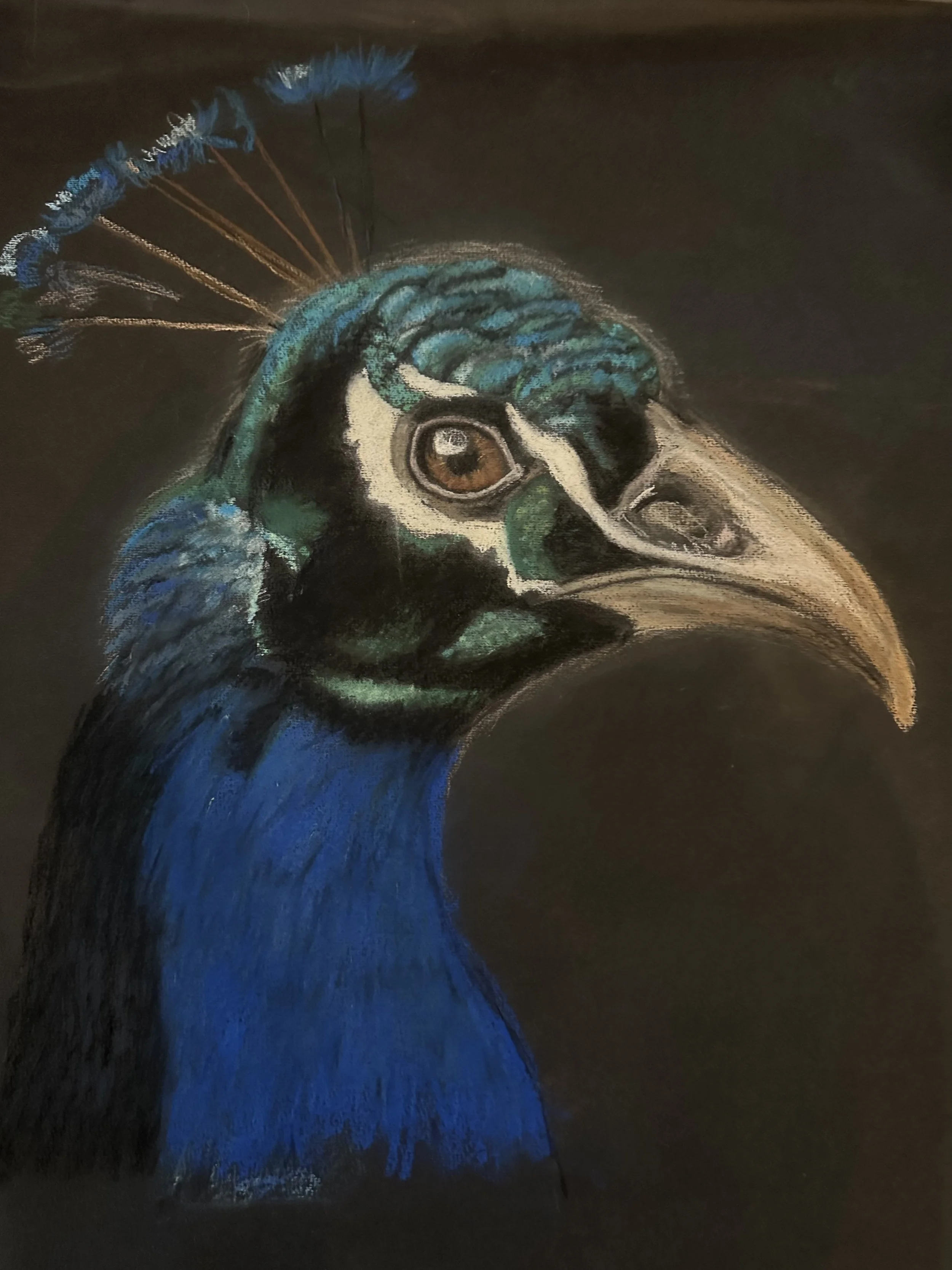 NAME: Peacock’s Head DESCRIPTION: Set against a backdrop of a black background, the Peacock's head comes alive with a dazzling array of colors. From iridescent blues and greens to vibrant hints of turquoise, the intricate details of its plumage creat