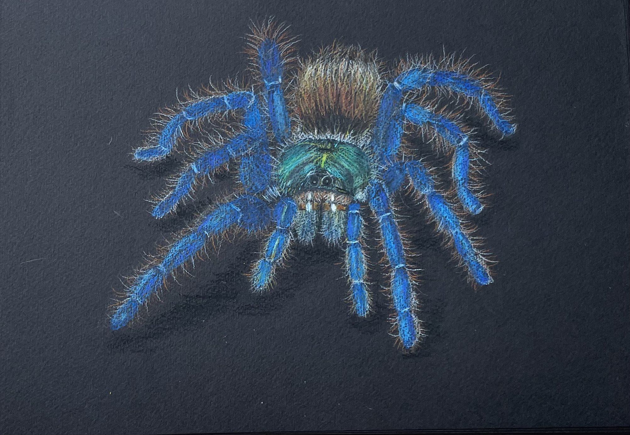 NAME: Tarantula DESCRIPTION: This drawing beautifully captures the intricate features of the Tarantula, from its velvety body to its delicate legs. The use of blue and green tones adds a touch of elegance and mystique to the composition, highlighting