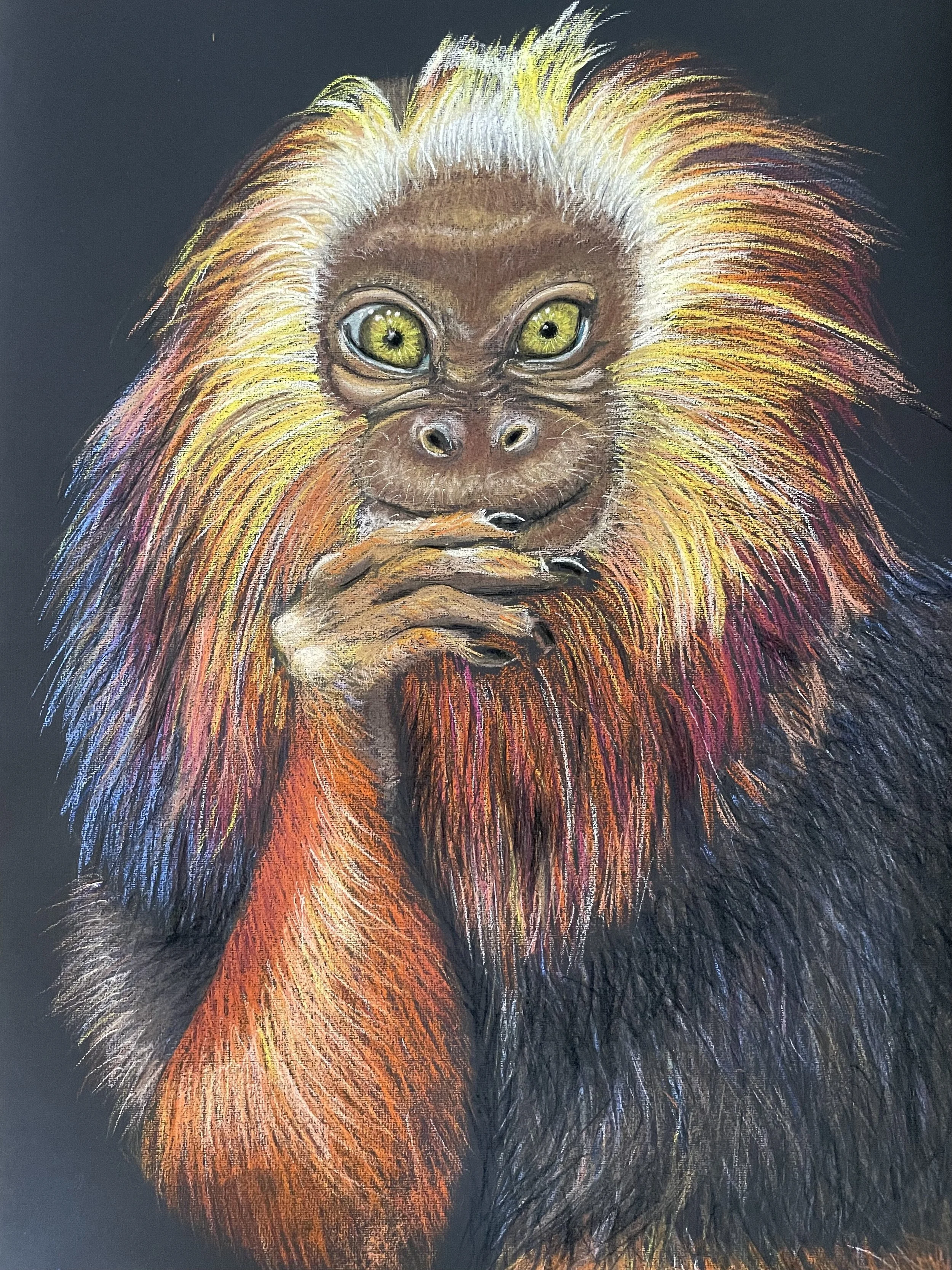 NAME: Golden Headed Lion Tamarin DESCRIPTION: This drawing beautifully captures the wise and contemplative expression of the Golden-Headed Lion Tamarin, with its soulful eyes and serene demeanor. The intricate details of the tamarin's fur and facial 