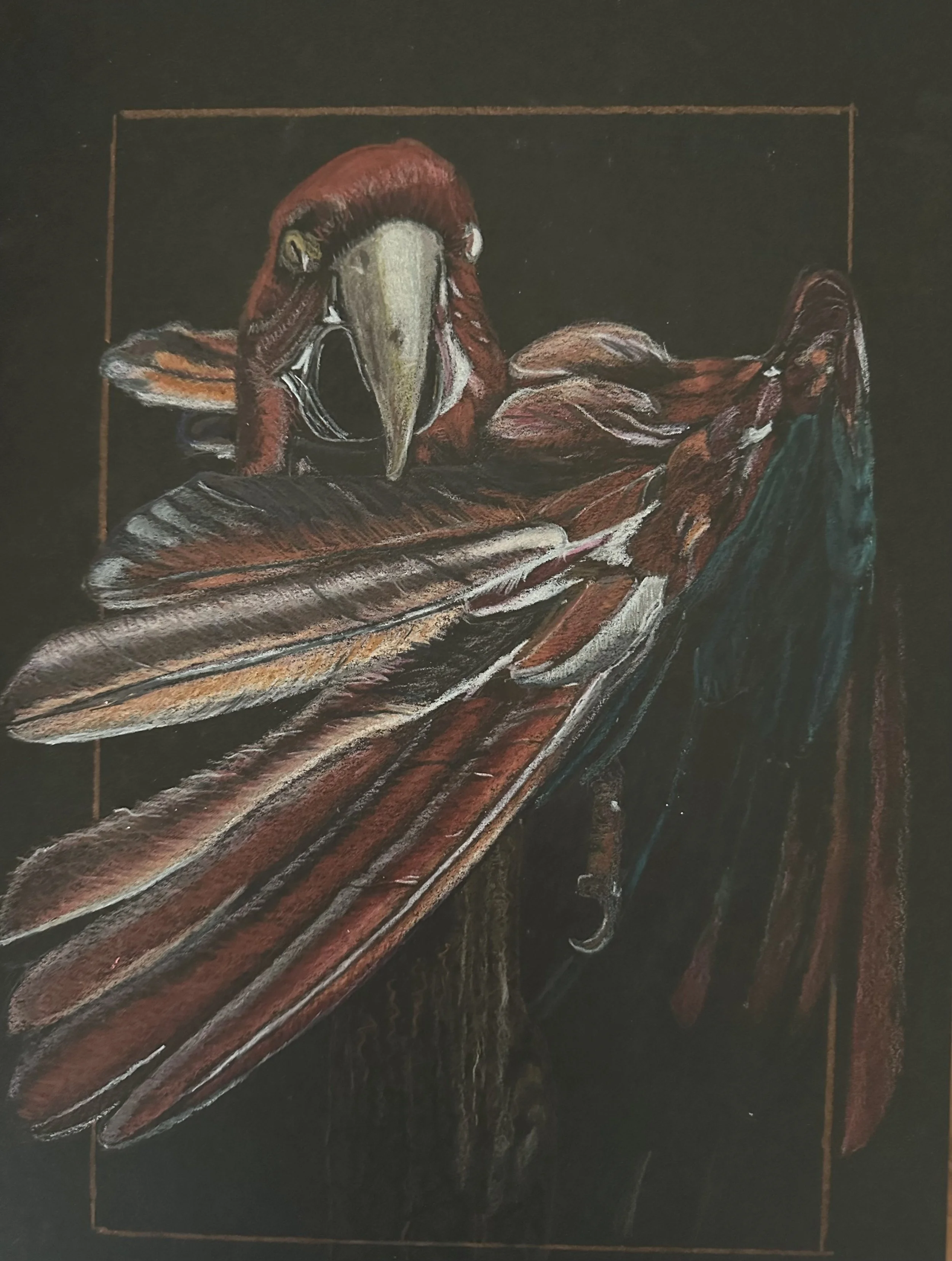 NAME: Red Parrot DESCRIPTION: This drawing showcases the exotic elegance of the red parrot, with its vibrant plumage and graceful wingspan. Every feather is meticulously rendered, capturing the bird's natural beauty and distinctive charm with stunnin