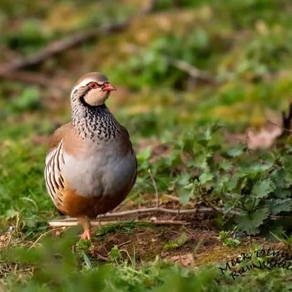 A small bird standing on the ground among green plants.