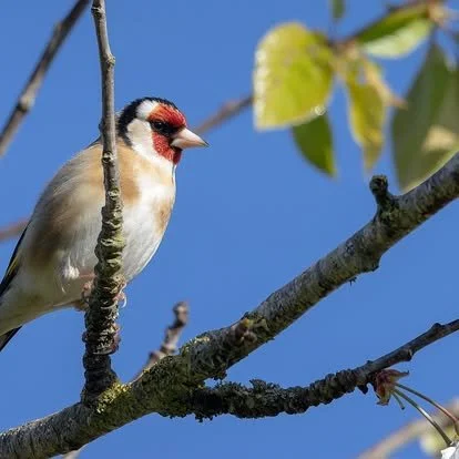 A goldfinch bird perched on a tree branch with green leaves and a blue sky background.