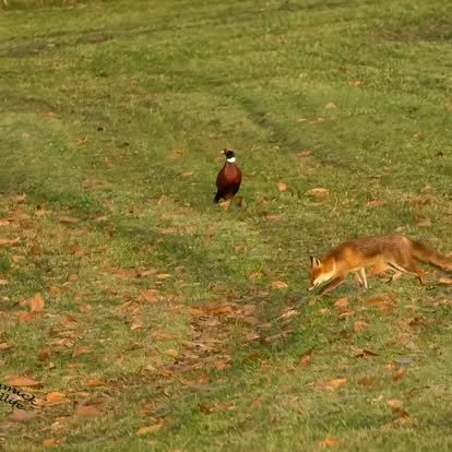 A duck standing on grass and a fox walking nearby on a grassy field with fallen leaves.