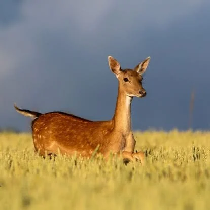 A doe lying in a grassy field with a cloudy sky in the background.