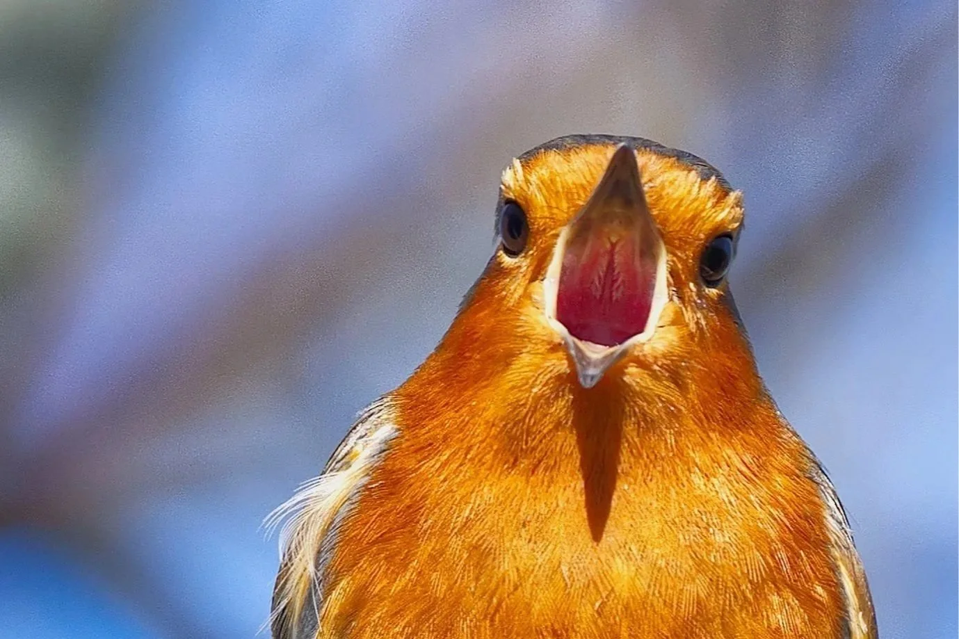 Close-up of a bird with its beak open, showing orange and black feathers and dark eyes.