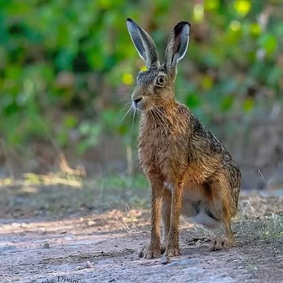 A hare with long ears and mottled brown fur sitting outdoors on the ground.