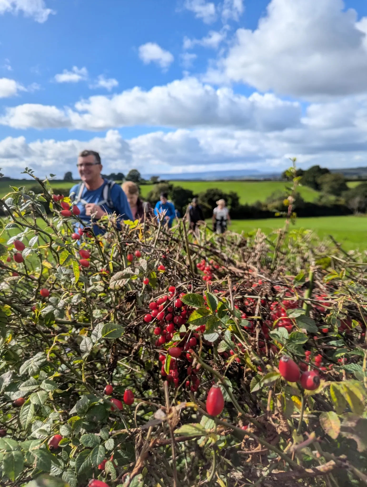 A group of people walking outdoors in a nature setting with green fields, trees, clouds, and blue sky in the background, with a close-up of red berries and green leaves in the foreground.