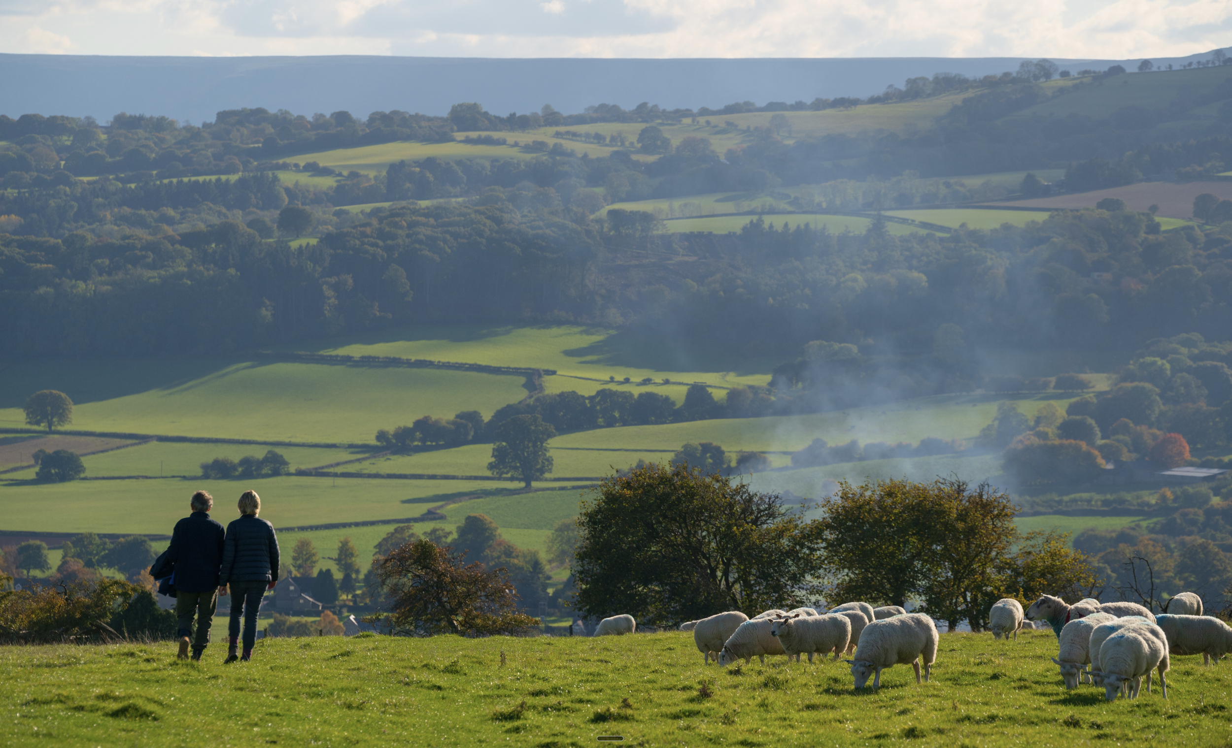 Two people walking on green pasture with sheep, trees, and rolling hills in the background on a sunny day.