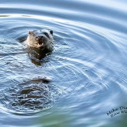 Otter swimming in water with head above the surface and a slight smile.