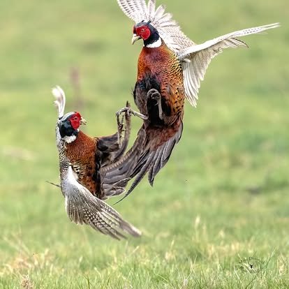 Two pheasants in mid-air, seemingly fighting or playing, with green grass background.