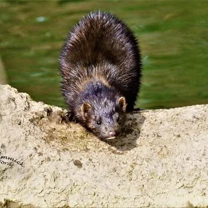 A ferret peeking over a tree branch near a body of water.
