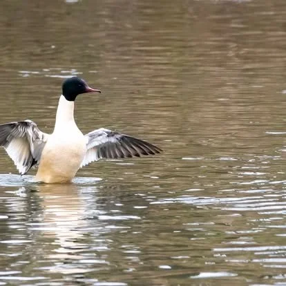 A close-up of a duck standing in water with wings partially spread.