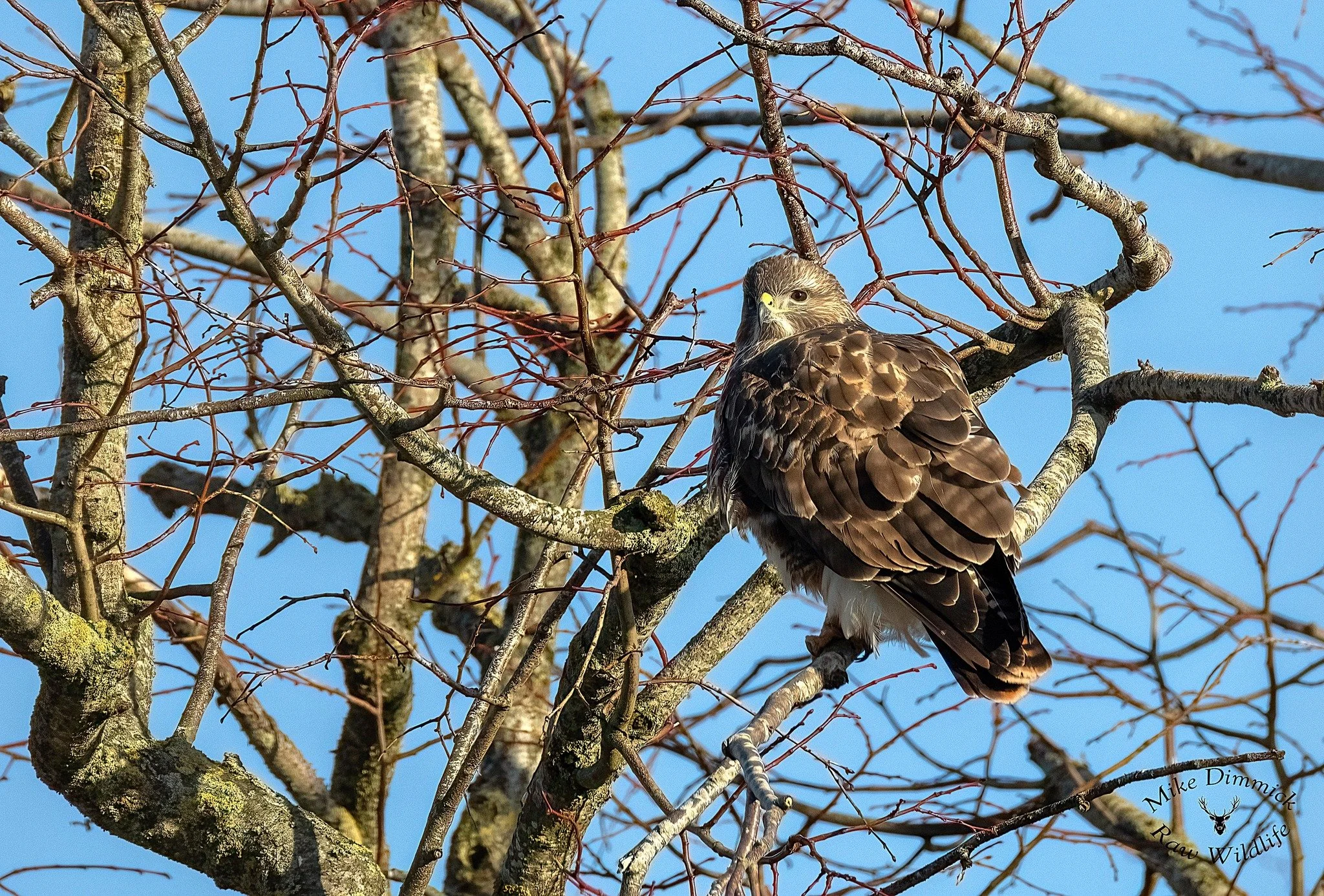 A bird of prey, possibly a hawk, perched on a branch of a deciduous tree with no leaves, against a clear blue sky.