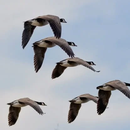 Seven Canada geese flying in formation against a cloudy sky.