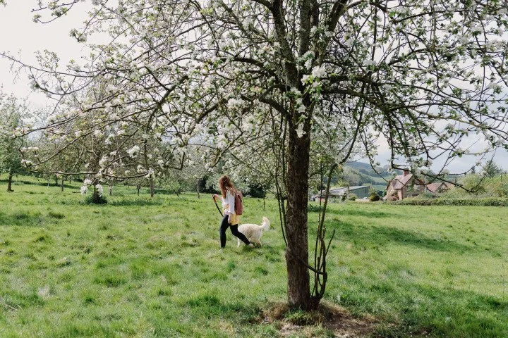 A woman walking her dog in a grassy field with blooming trees and distant houses.