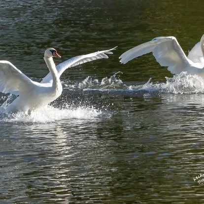 Two swans on a lake with their wings extended, splashing water as they interact.