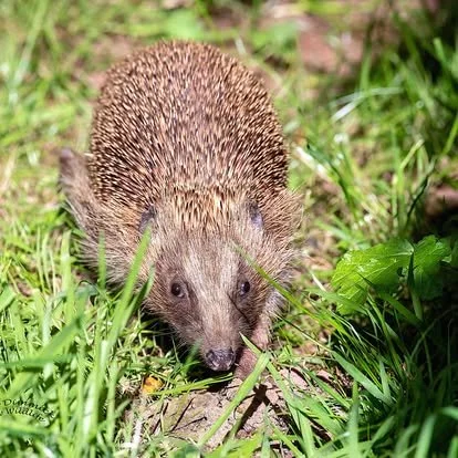 A hedgehog walking through grass and plants outdoors.