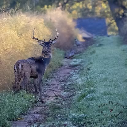 Deer standing on a dirt path in a wooded area