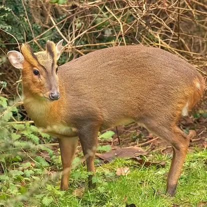 A small, brown, deer-like animal standing outdoors among green plants and bushes.